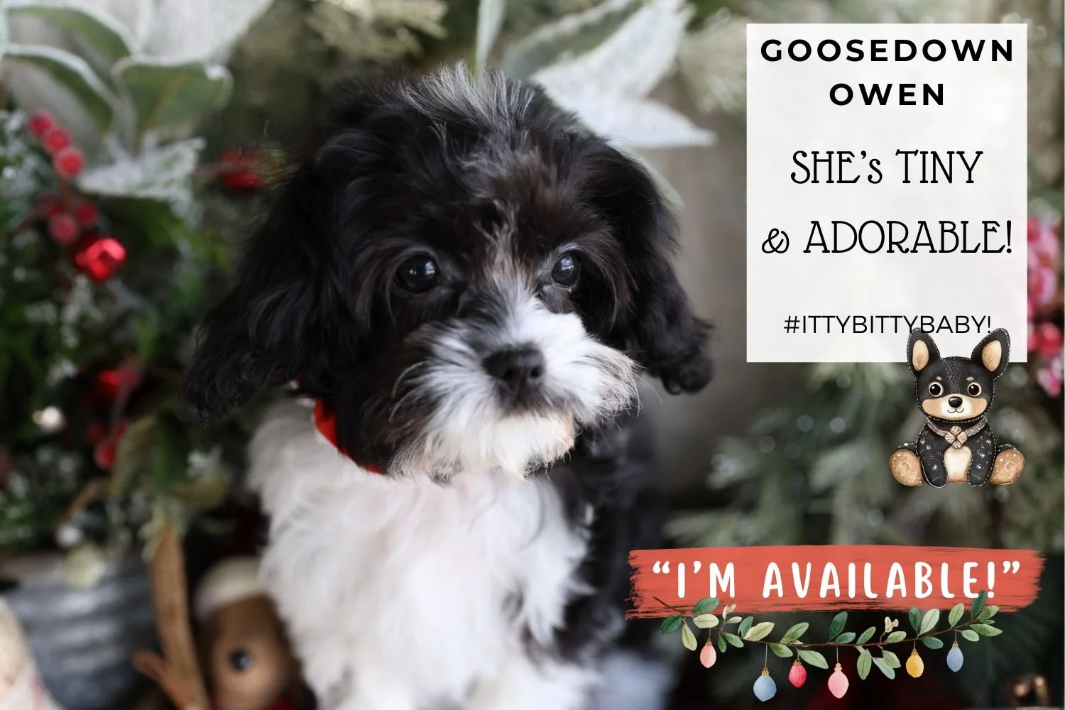 Foxglove Farm Goosedown Owen "I'm Available!"