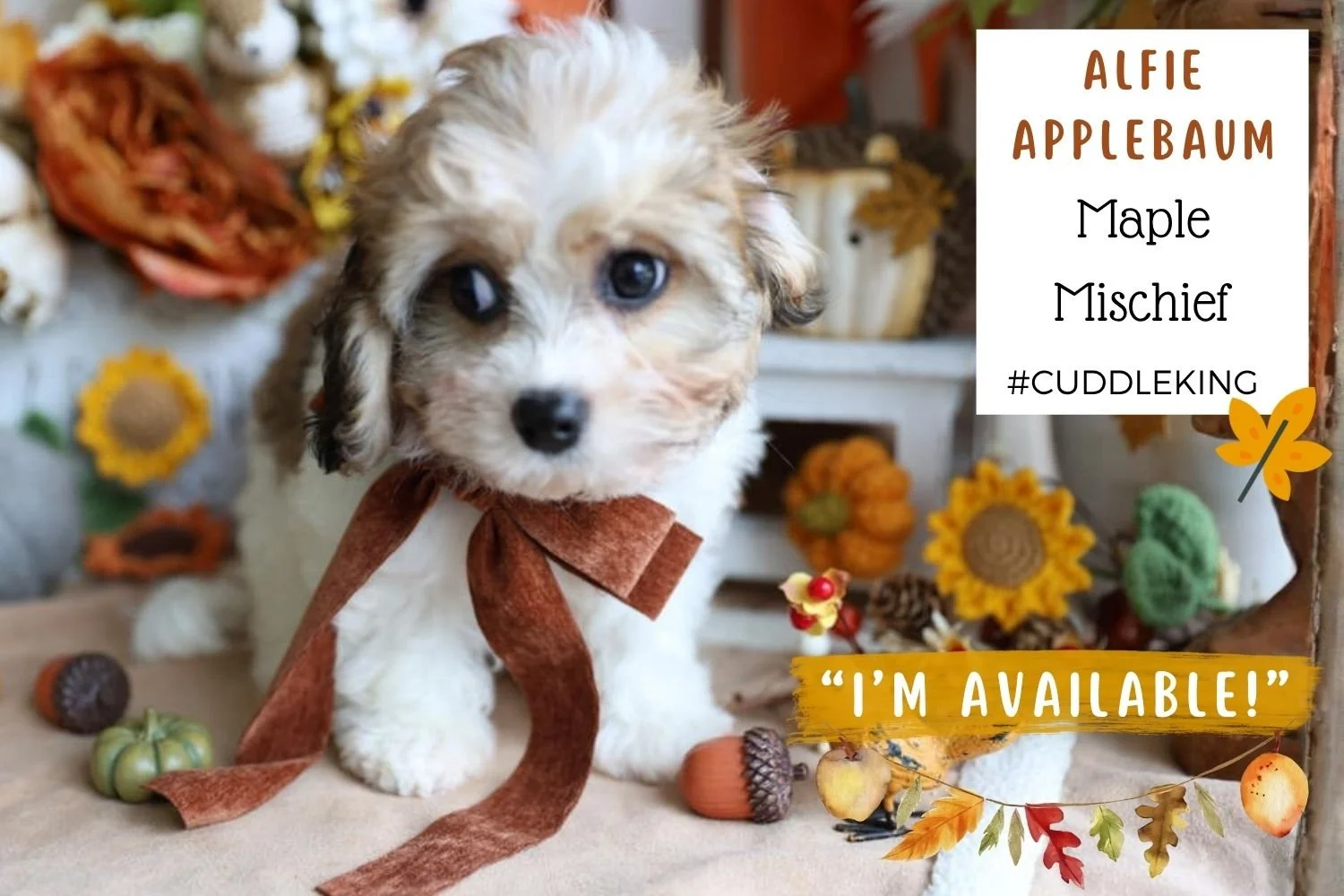 Foxglove Farm Alfie Applebaum "I'm Available!"