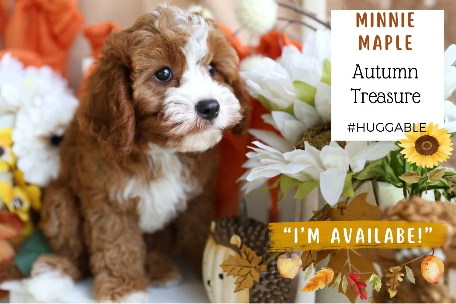Foxglove Farm Minnie Maple "I'm Available!"