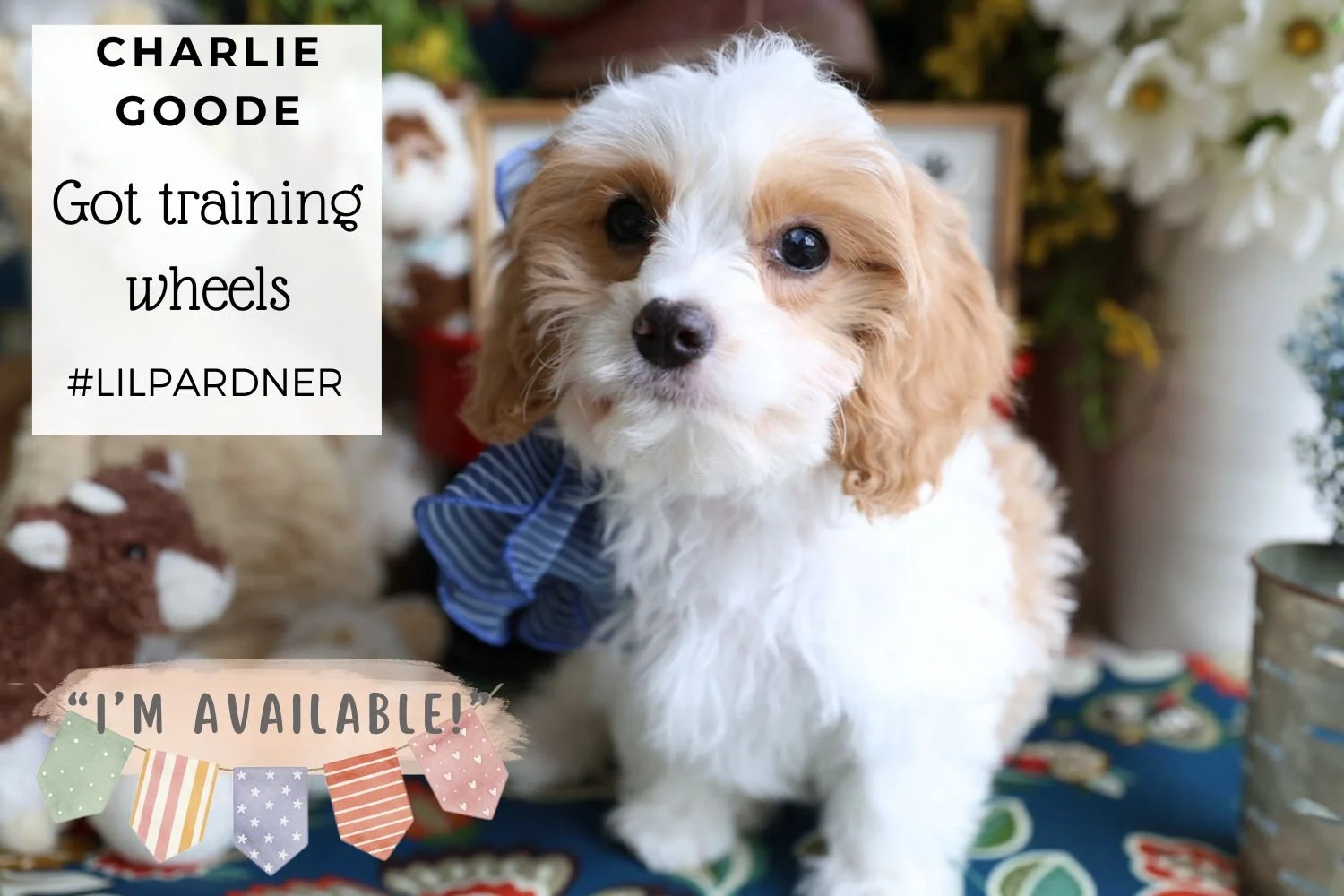 Foxglove Farm Charlie Goode "I've found my forever 🏡 with the Mitchell family in California!"