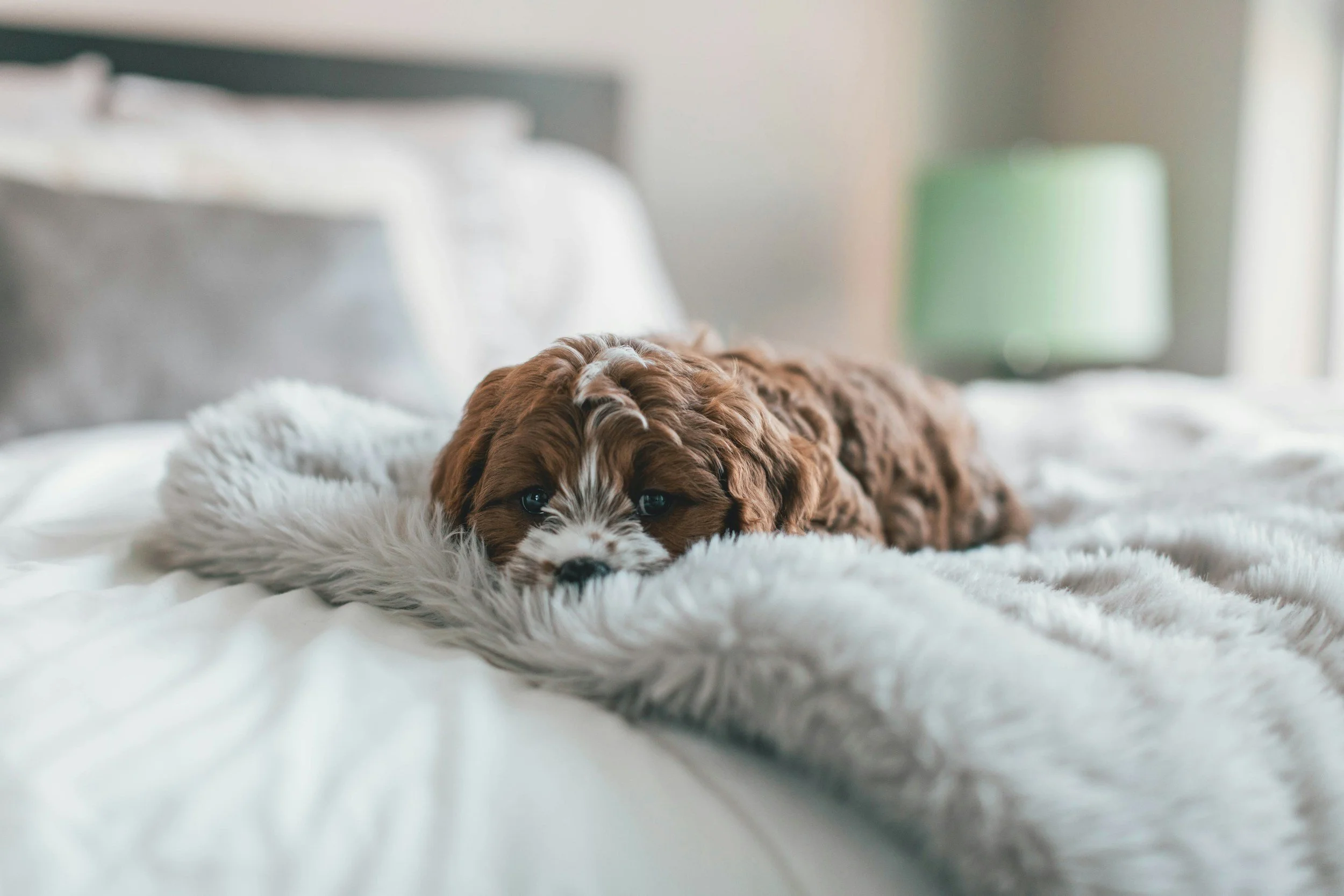 Sad-looking Cavapoo puppy resting on a plush dog bed, symbolizing online puppy scam concerns