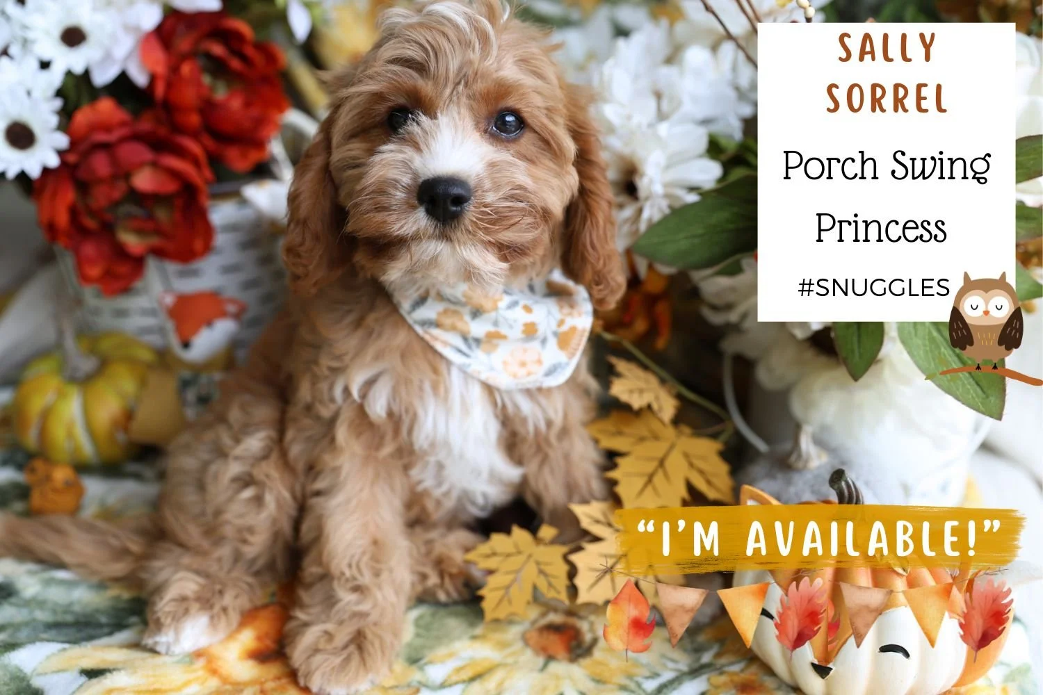 Cavapoo-cute-puppy-from-Foxglove-Farm.jpg