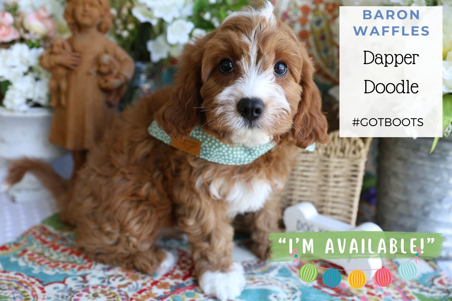 Foxglove Farm Baron Waffles "I'm Available!"