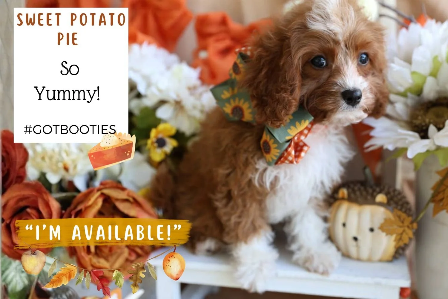 Foxglove Farm Sweet Potato Pie "I'm Available!"