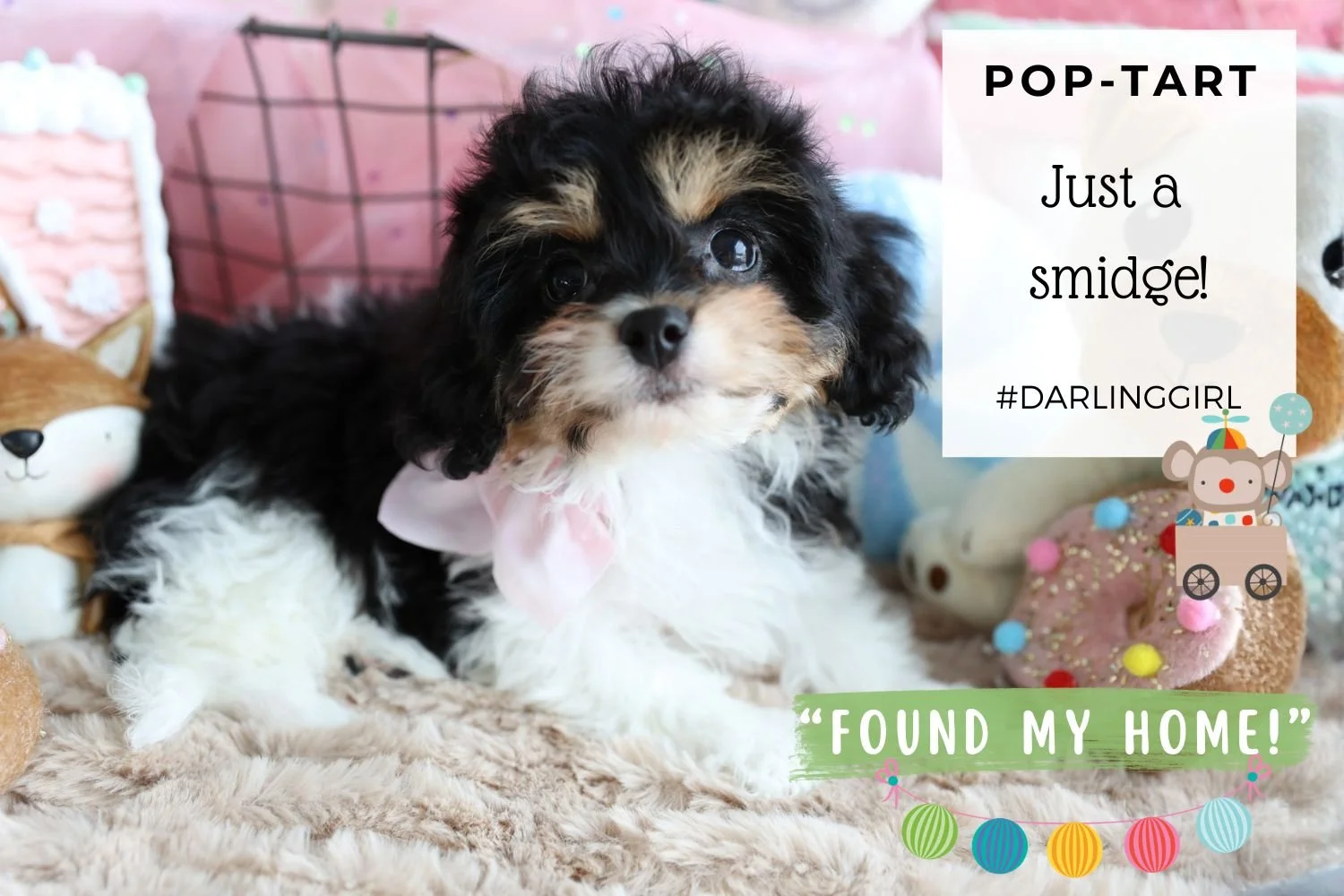 Foxglove Farm Pop-Tart "I've found my forever 🏡 with Gail in Texas who found her first Foxglove baby, Molly back in 2013!"