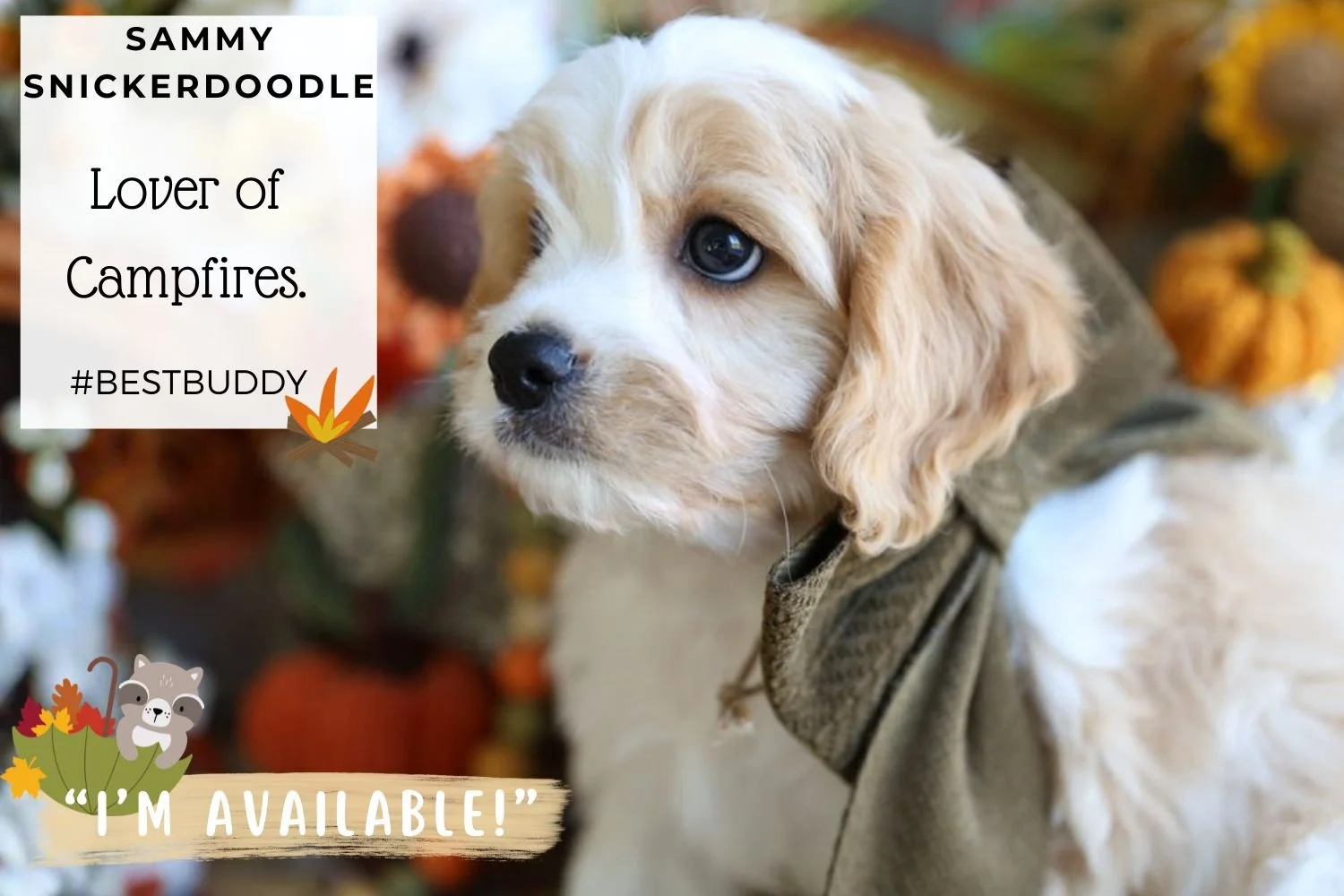 Foxglove Farm Sammy Snickerdoodle "I'm Available!"