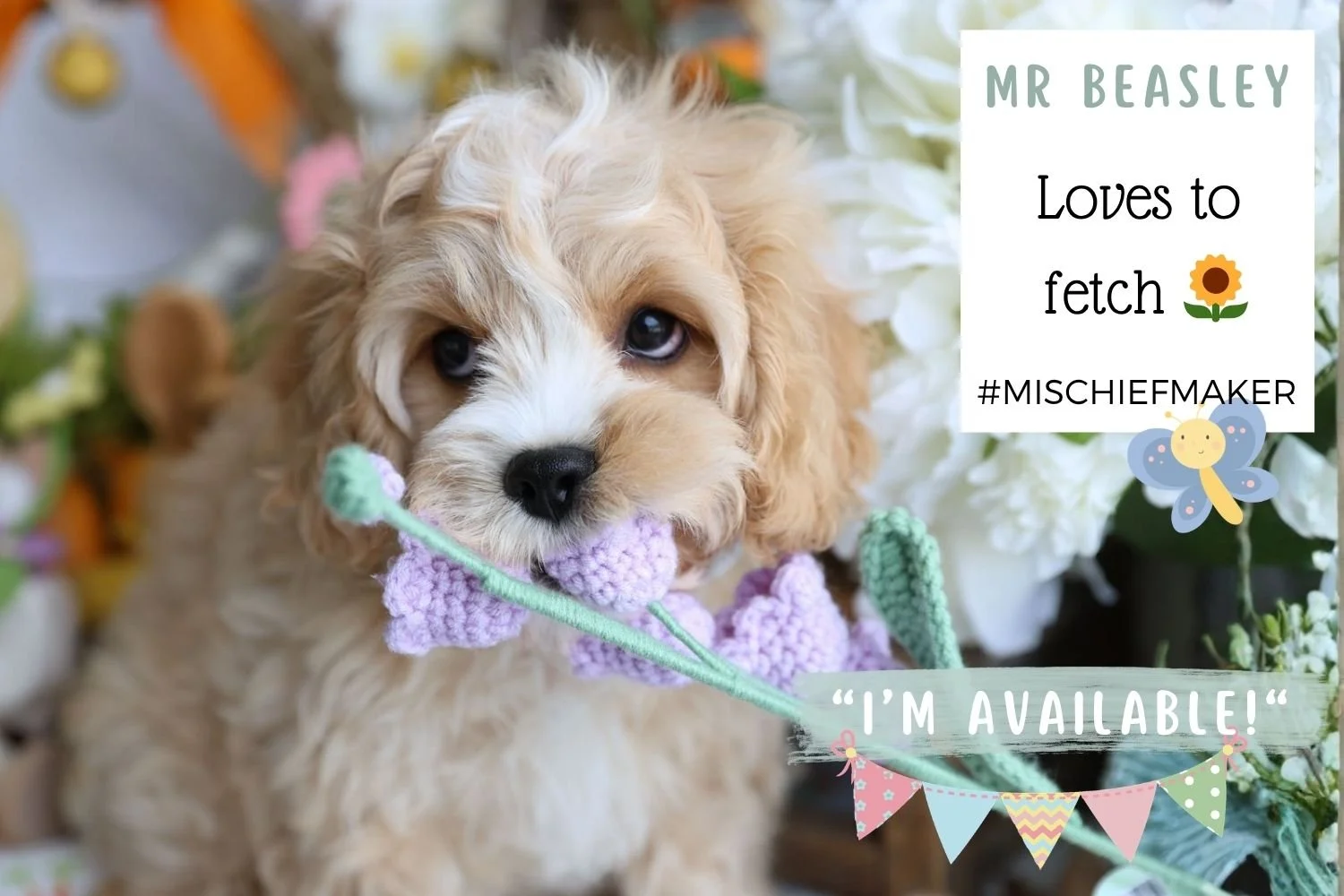 Foxglove Farm Mr. Beasley "I'm Available"