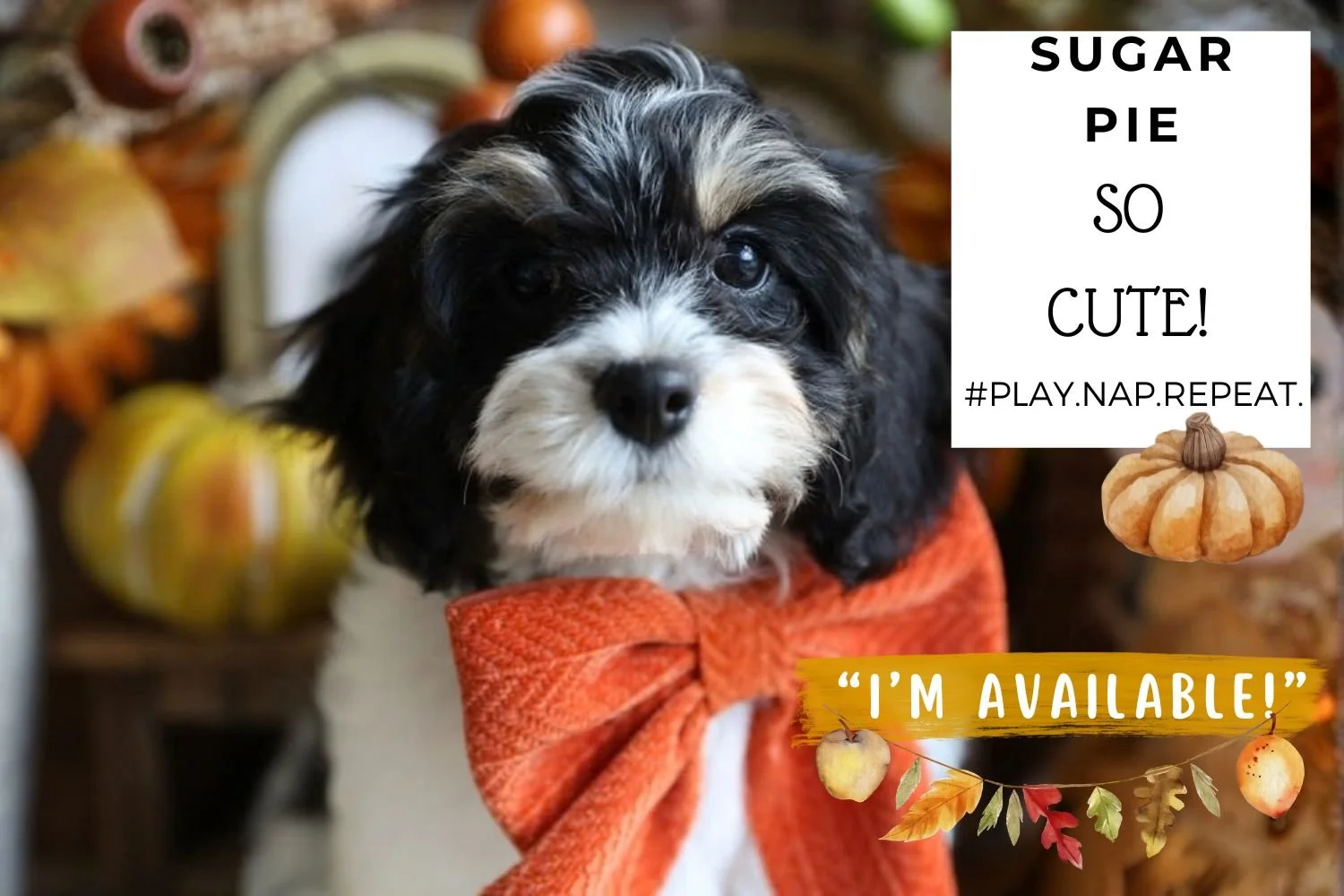 Foxglove Farm Sweetie Pie "I'm Available!"