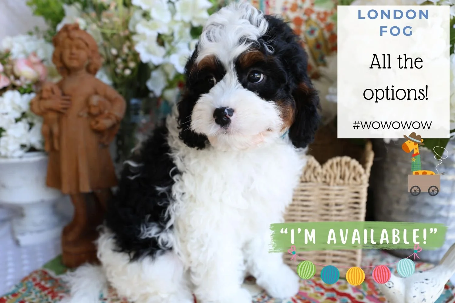 Foxglove Farm London Fog "I'm Available!"