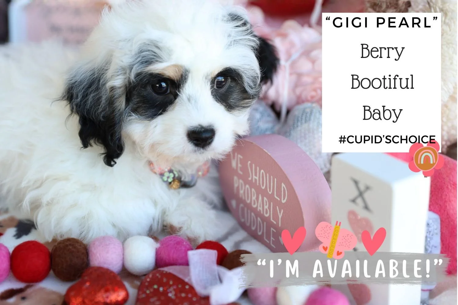 Foxglove Farm GiGi Pearl "I've found my forever 🏡 with Wendy in Ohio!"