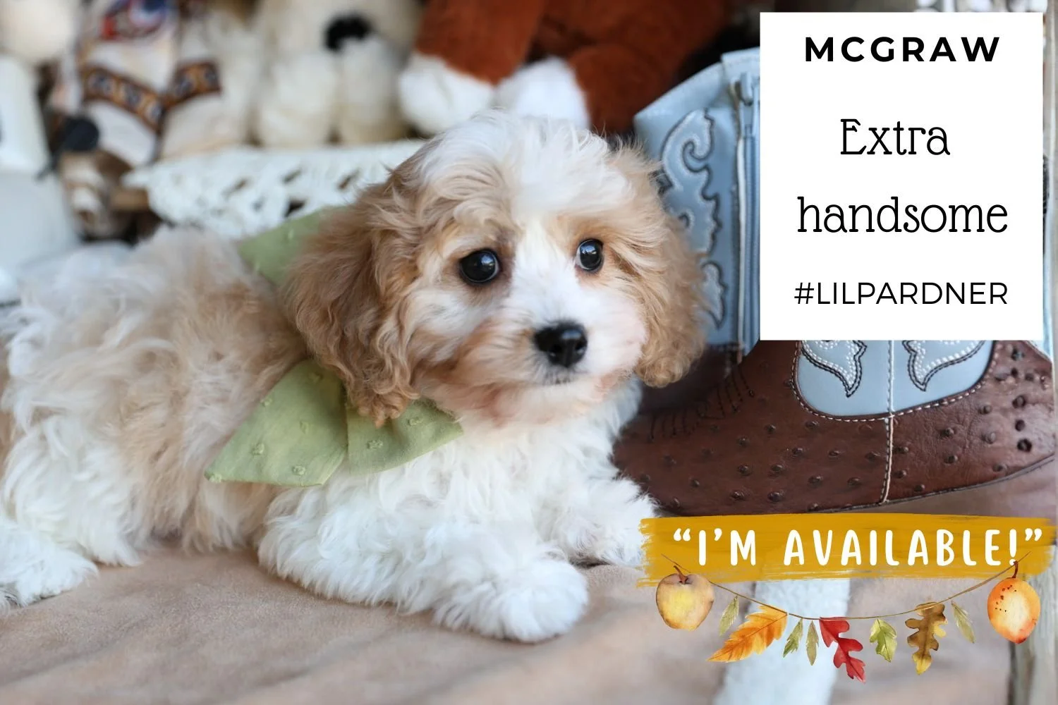 Foxglove Farm McGraw "I'm Available!"