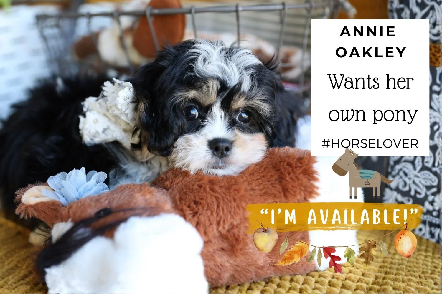 Tiny-Cavachon-puppy-lying.jpg