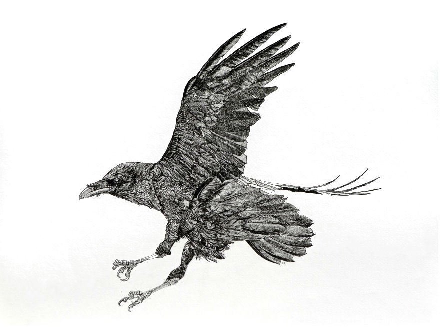   Raven II    18 x 24    ink on paper  