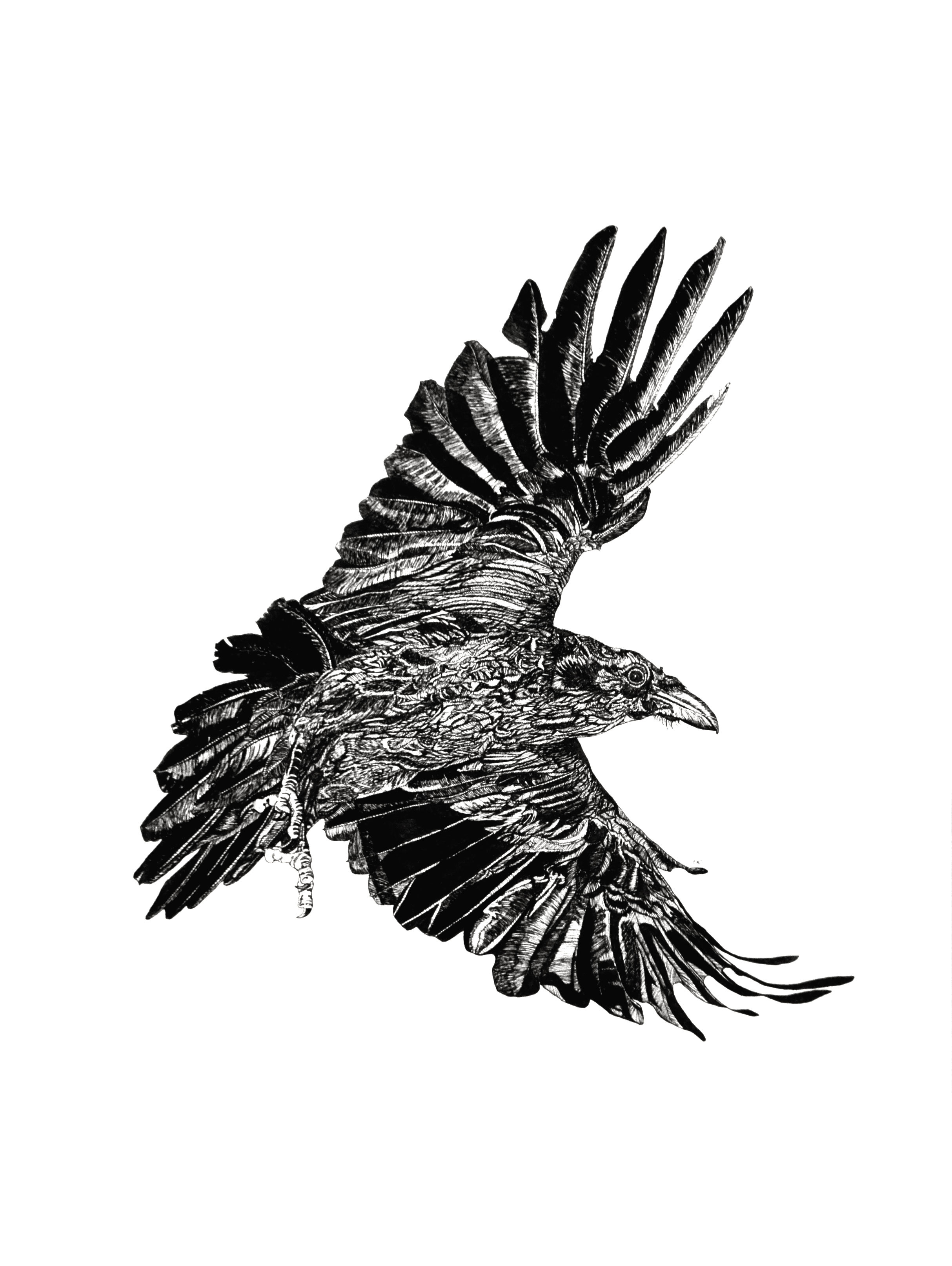   Raven III    24 x 18    ink on paper  