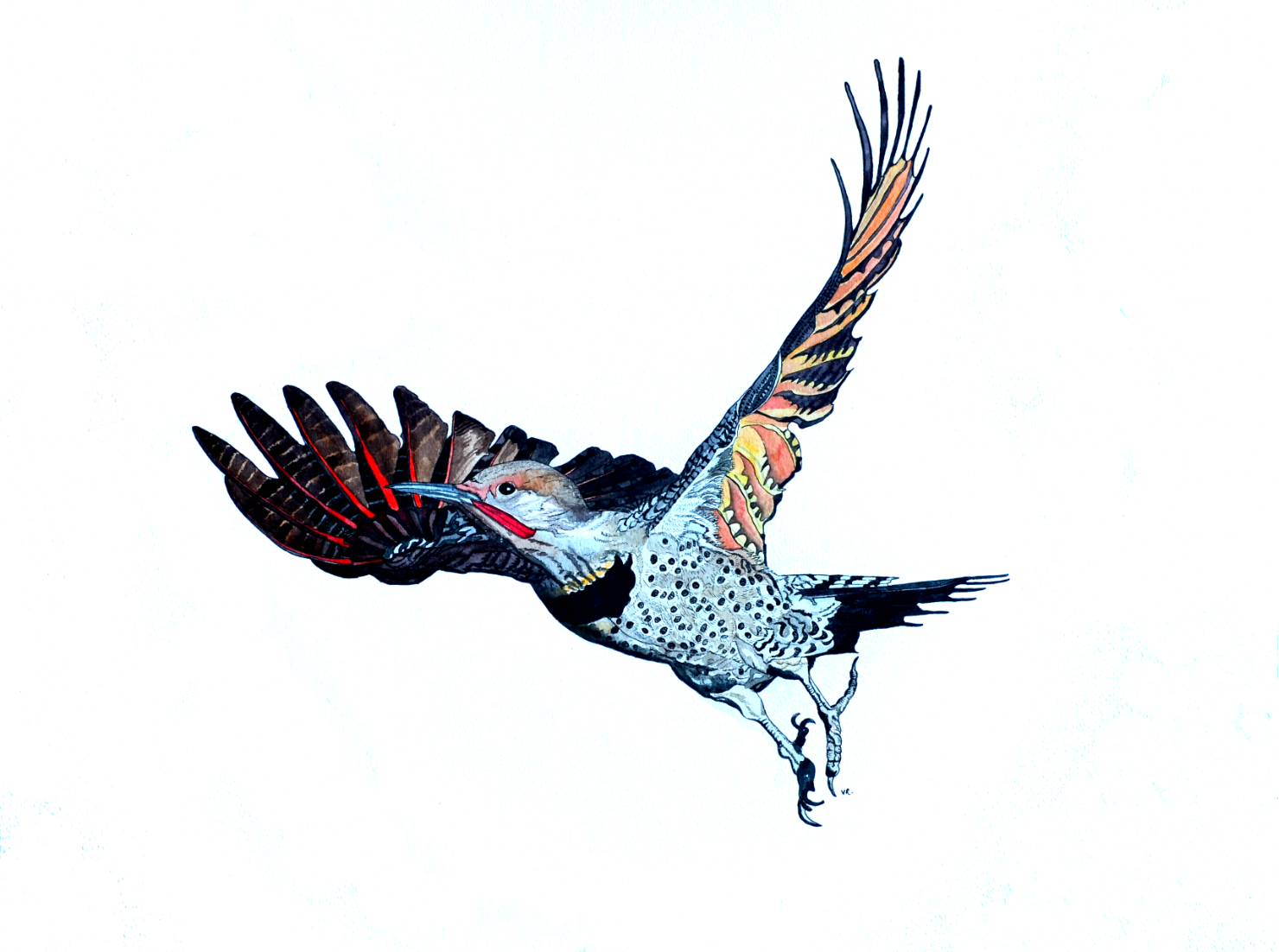   Red-shafted Flicker    18 x 24    ink &amp; watercolour on paper  