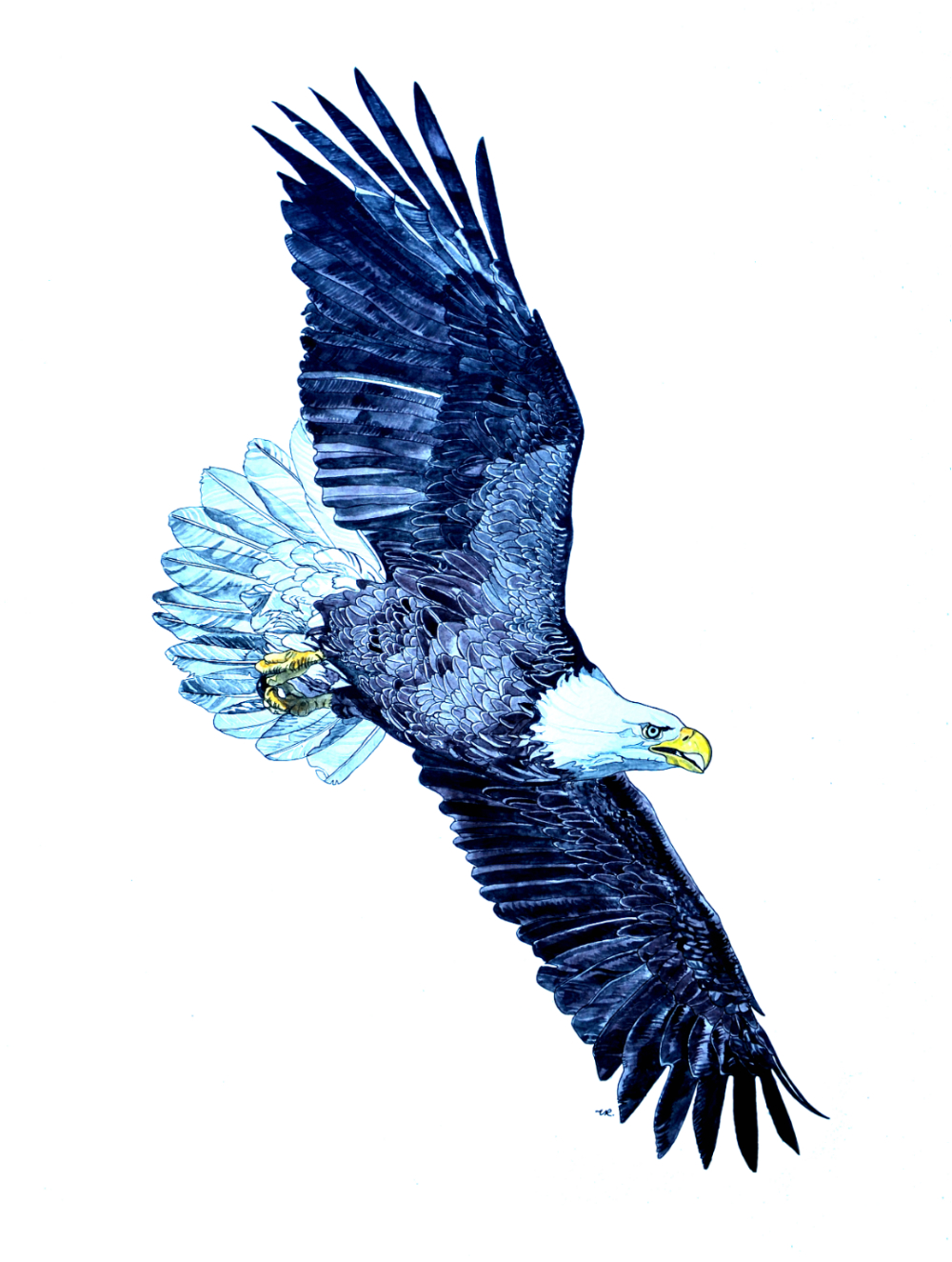   Commission - Bald Eagle    24 x 18    ink &amp; watercolour on paper  