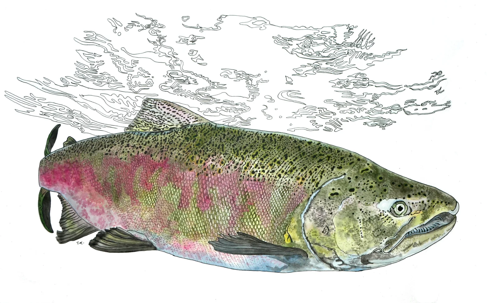 Chinook - Spawning Male 14 x 28 ink & watercolour on paper