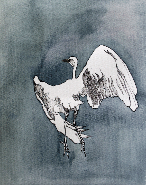 Egret in Flight 12 x 9 ink & watercolour on paper