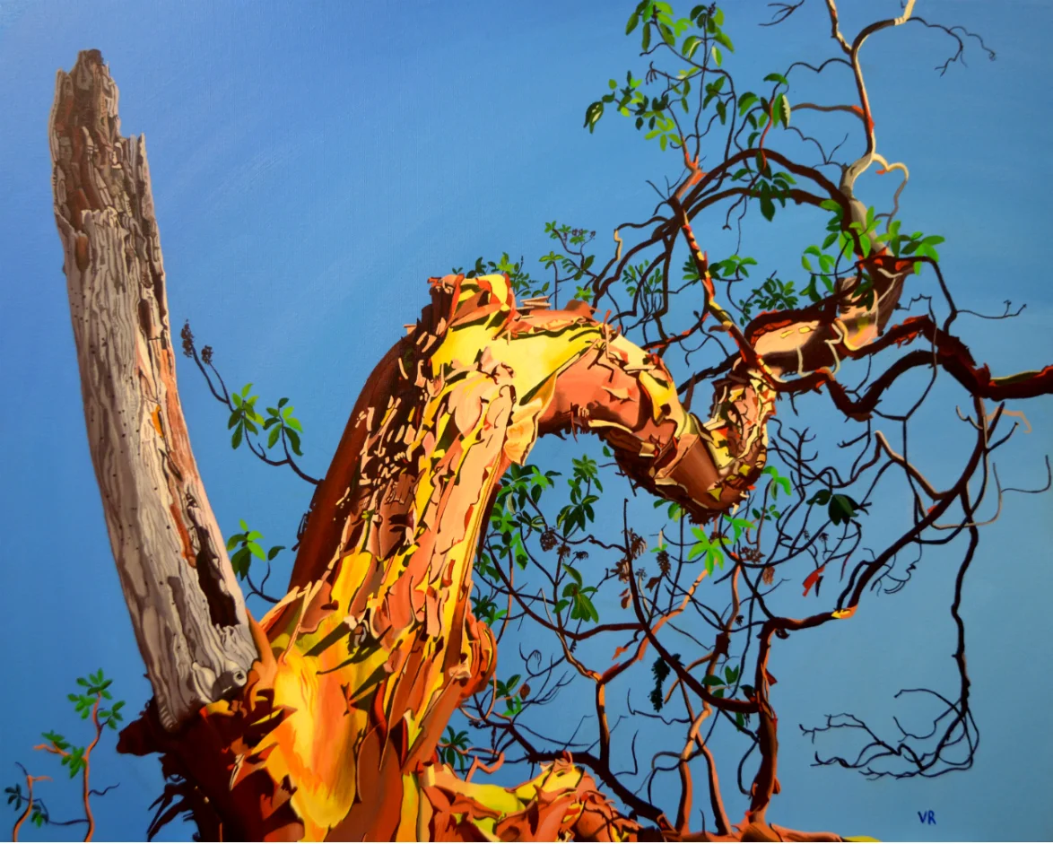 Commission - Arbutus 24 x 30 acrylic on canvas
