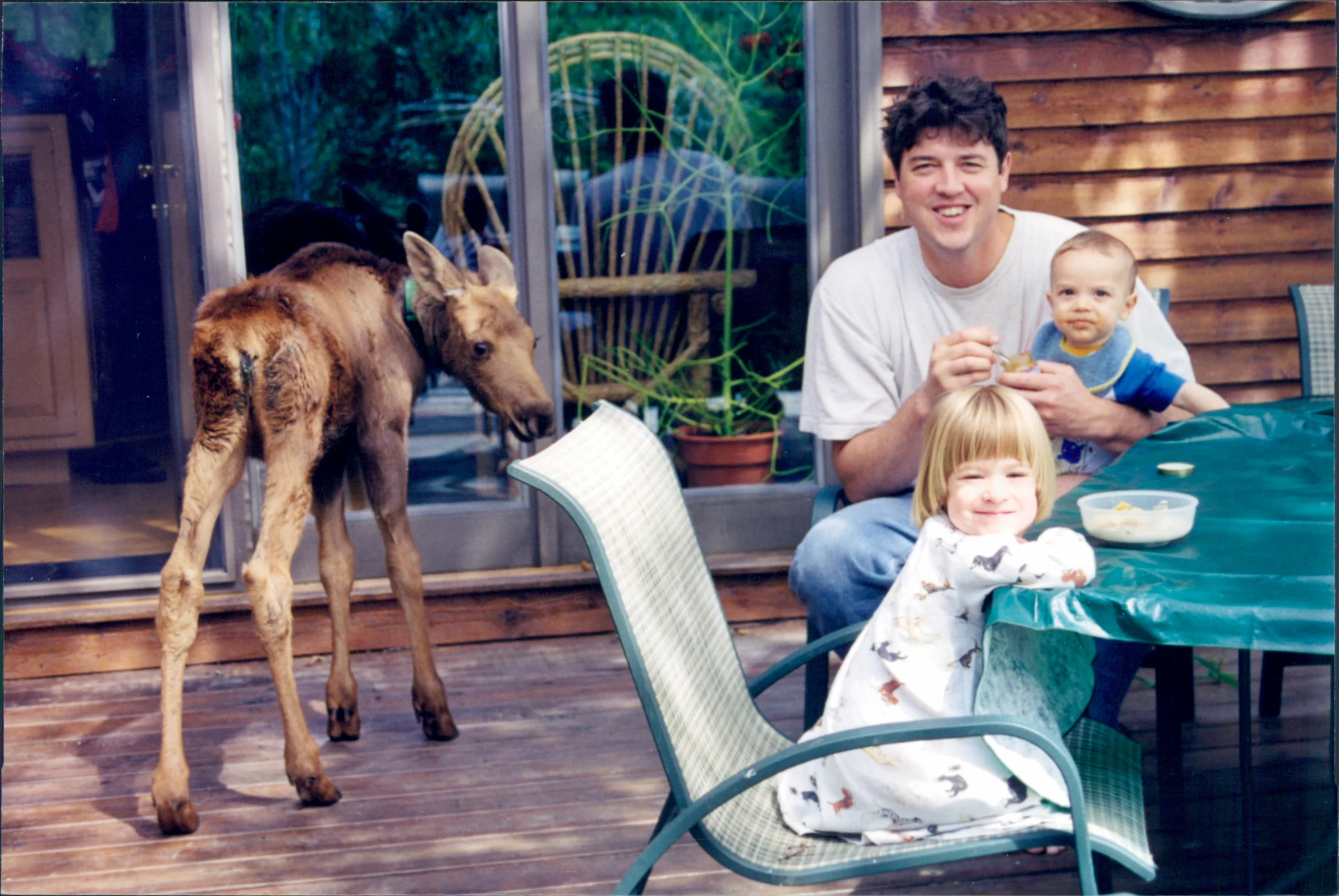 This is the second baby moose that we raised. named ziggy. we found that the calves thrived as long as they were rarely left by themselves, so we took meals out on our deck as much as possible to include them in "family life." Moose can not be raise and released into the wild because they imprint on humans easily. I found a home for this little fellow at the MILWAUKEE Zoo, where he eventually became the oldest living moose in captivity. He had a wonderful life and we were proud that he was there to teach many visitors about the wonders of North american wildlife. 