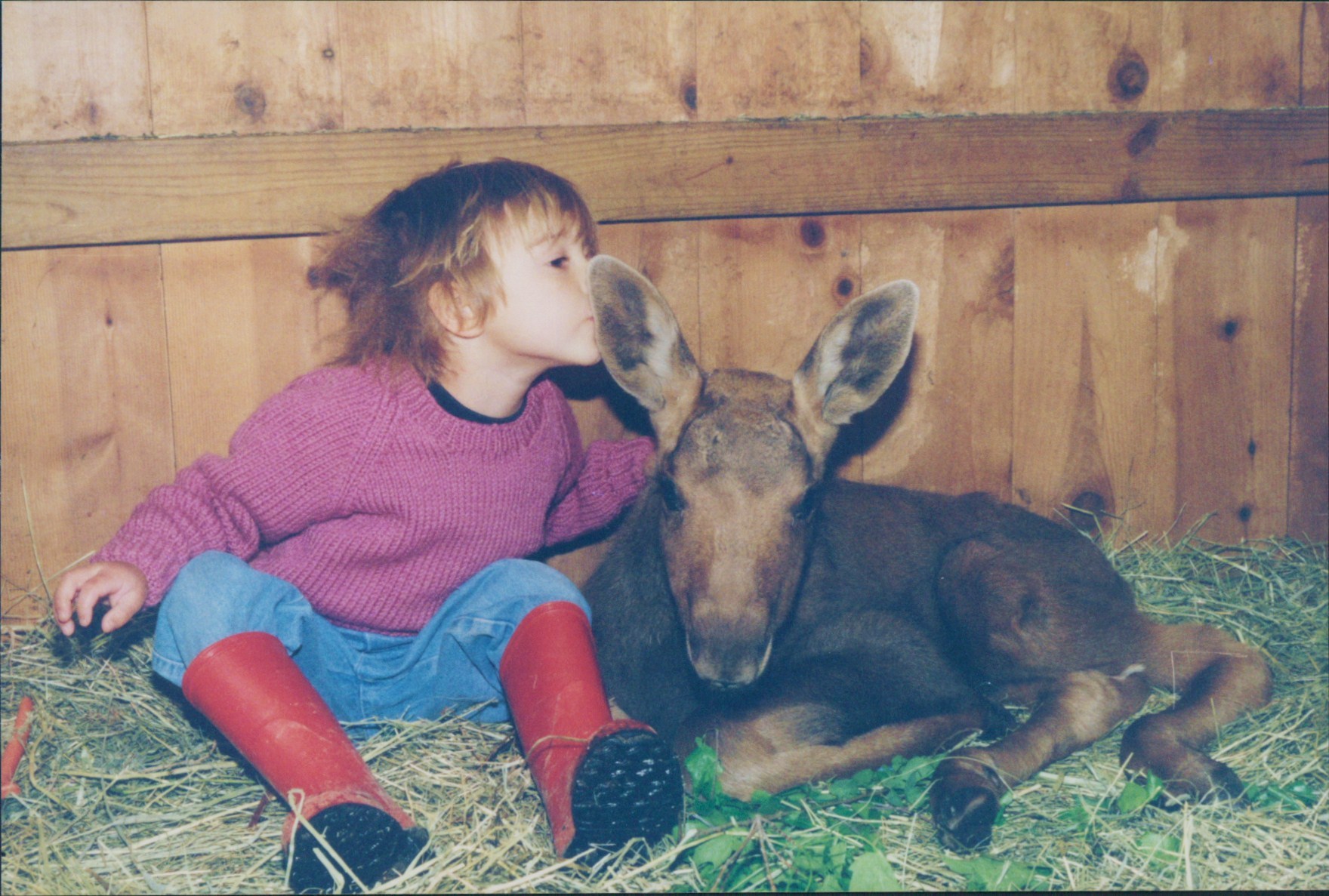 This was our first baby moose, Clifford! He found a great home in a north american wildlife park in MINNESOTA where he was essentially free to roam over a vast track of land. 