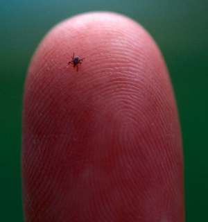 SOURCE: lymedisease