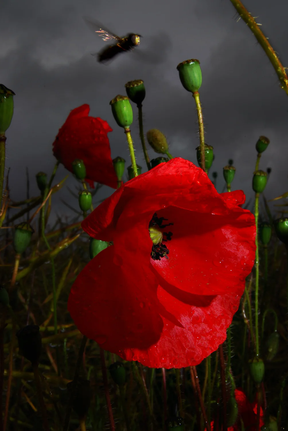 Poppy and Hoverfly, Corhampton Down