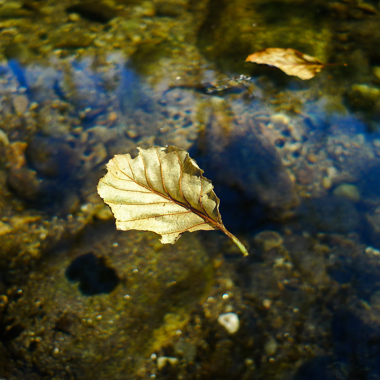 Floating Leaf, Galicia, Spain