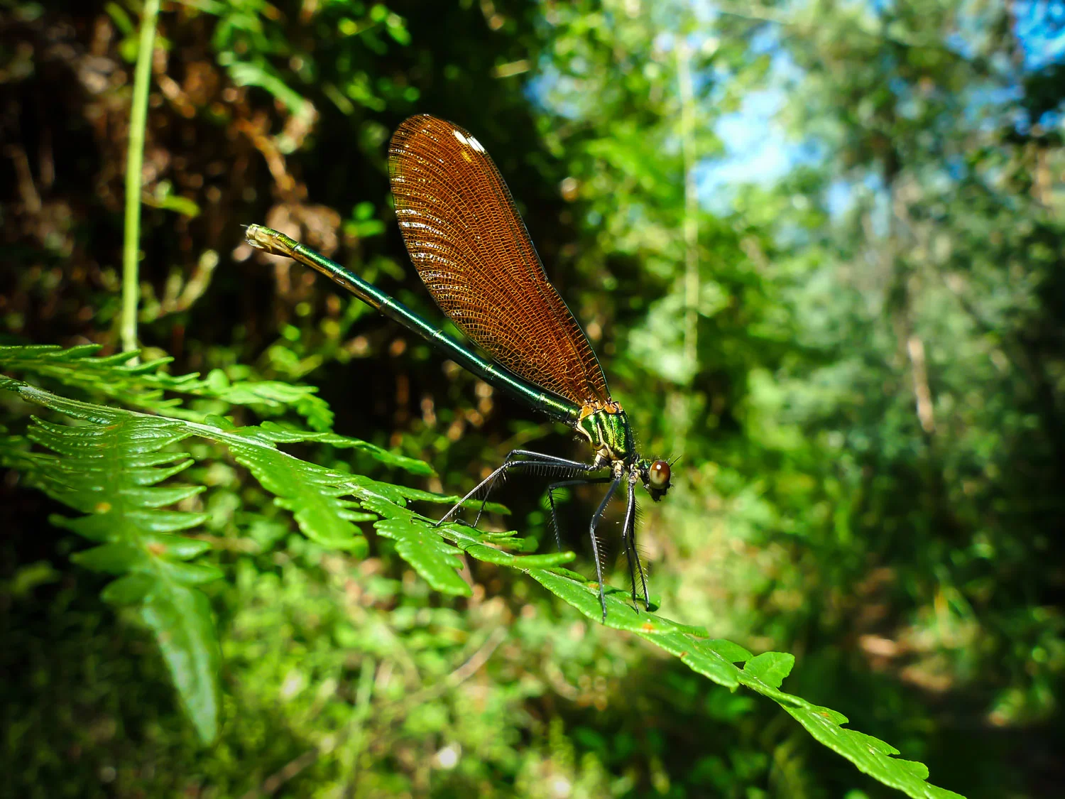 Dragonfly, Galicia, Spain