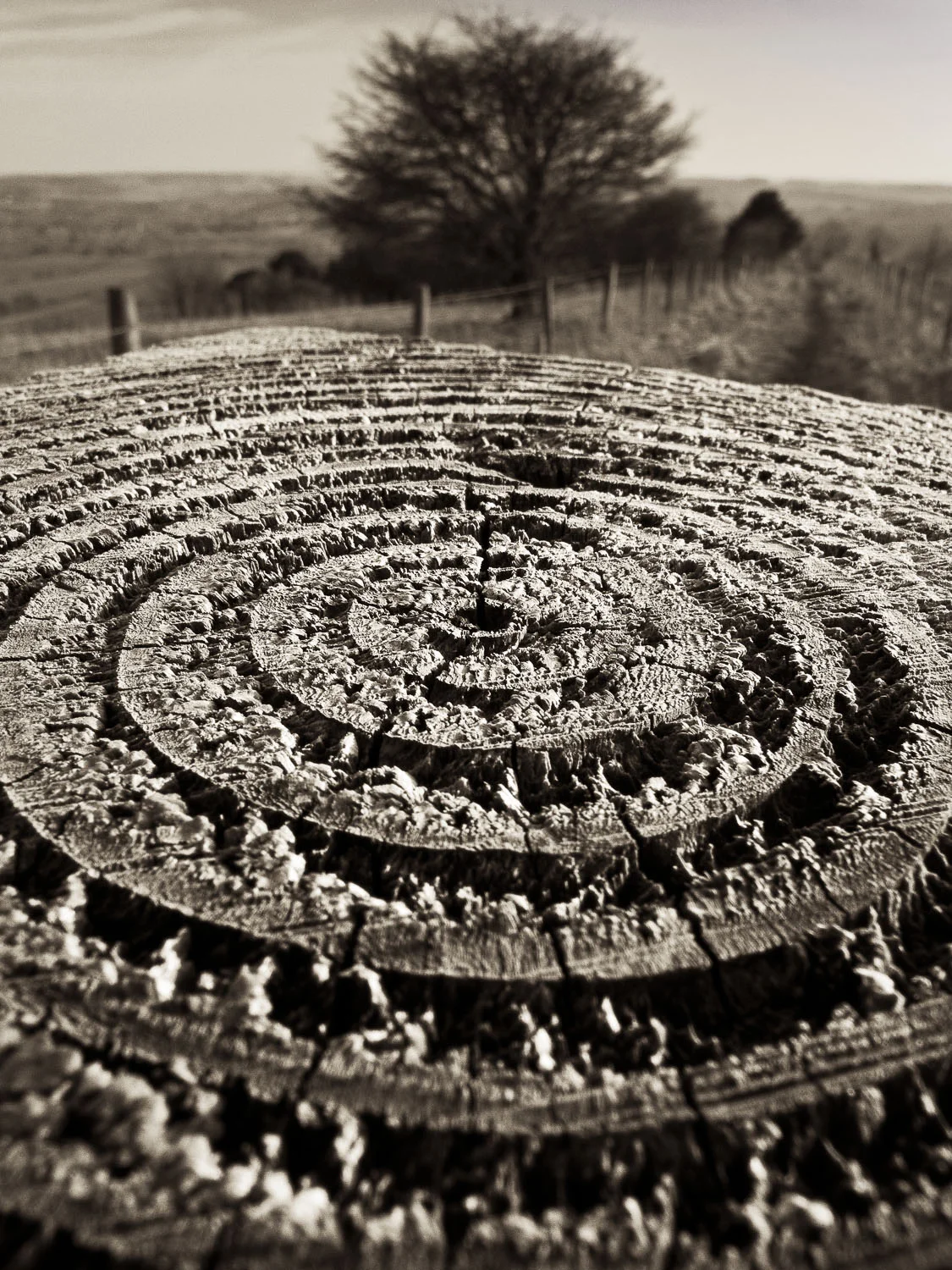 Tree Rings, Beacon Hill, Exton