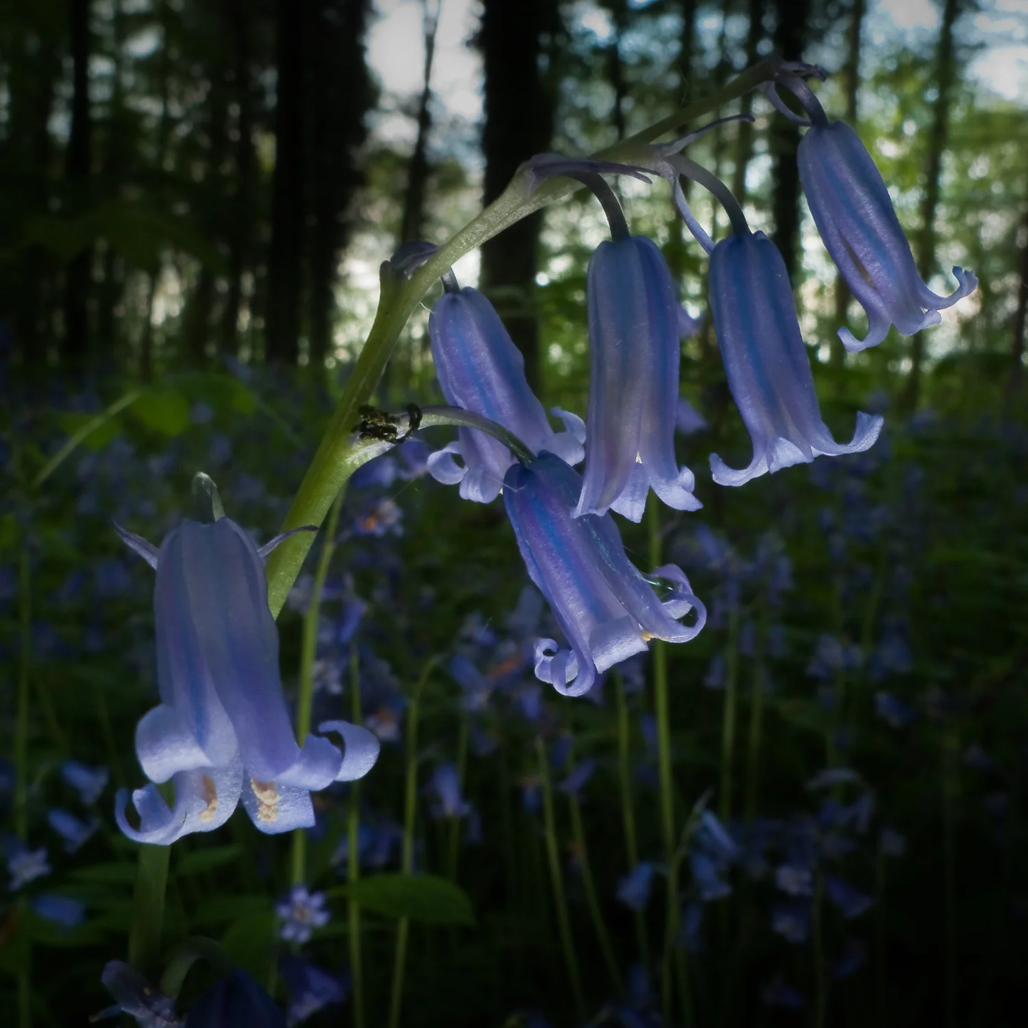 Bluebells, near Corhampton
