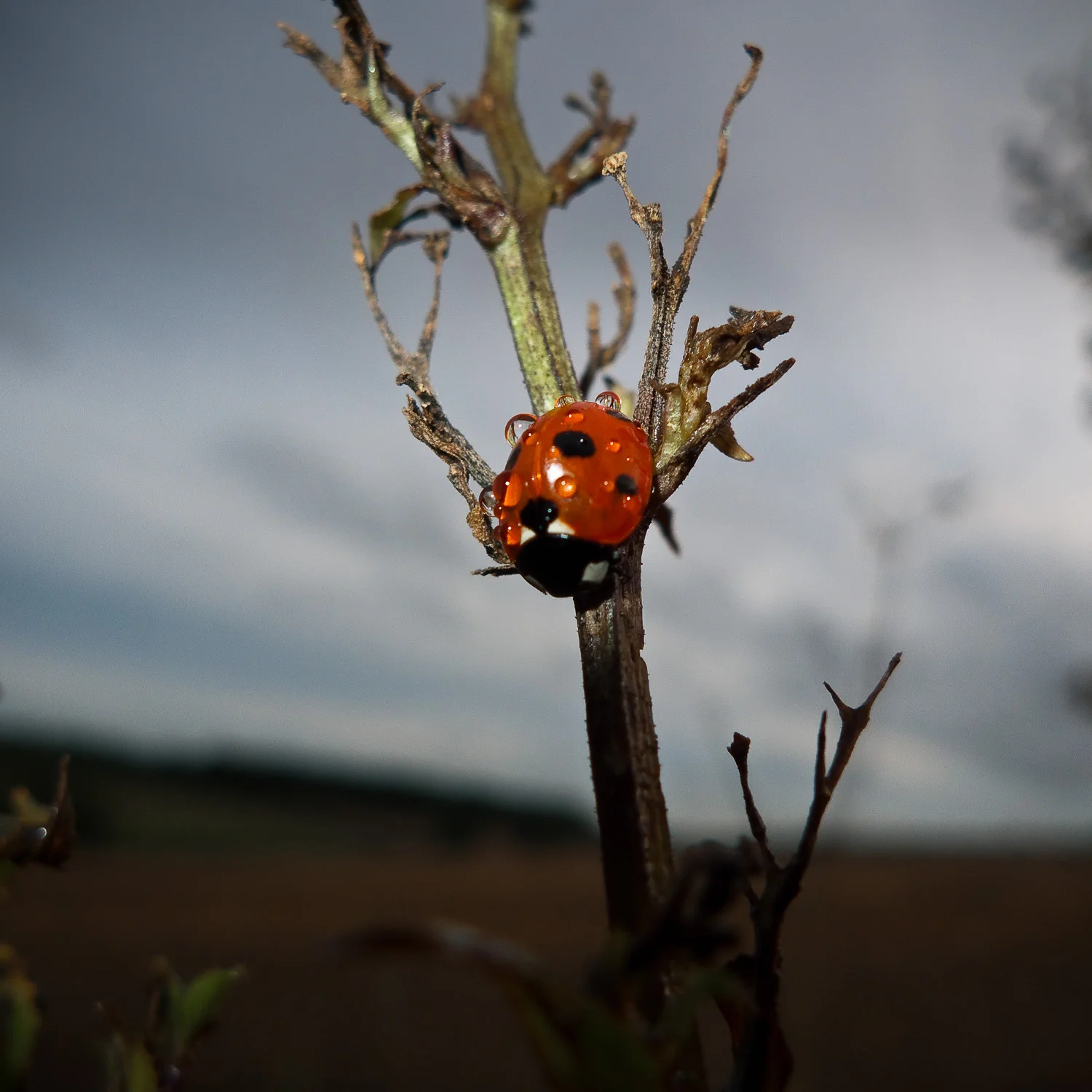 Ladybird on Stalk, near Owslebury