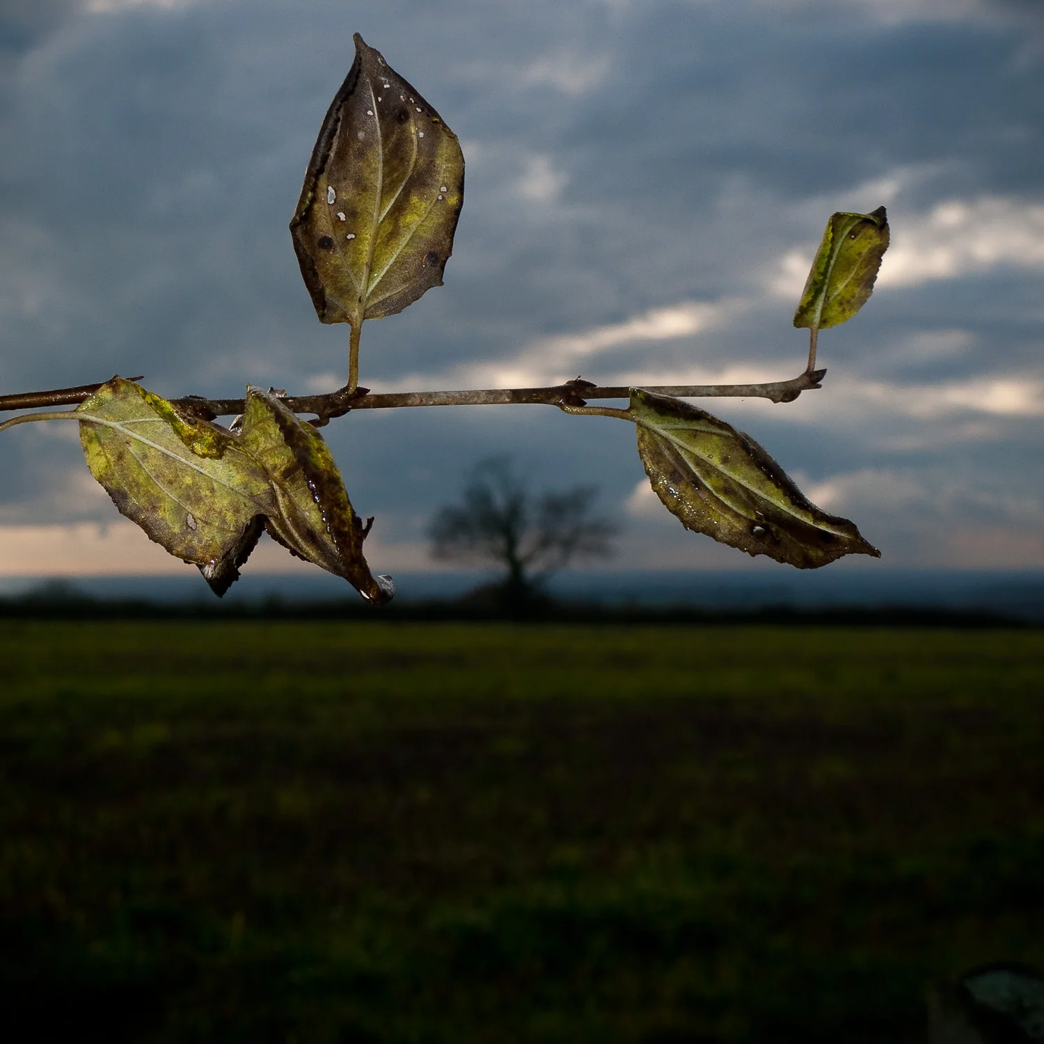 Autumn Leaves and Distant Tree, Beacon Hill, Exton