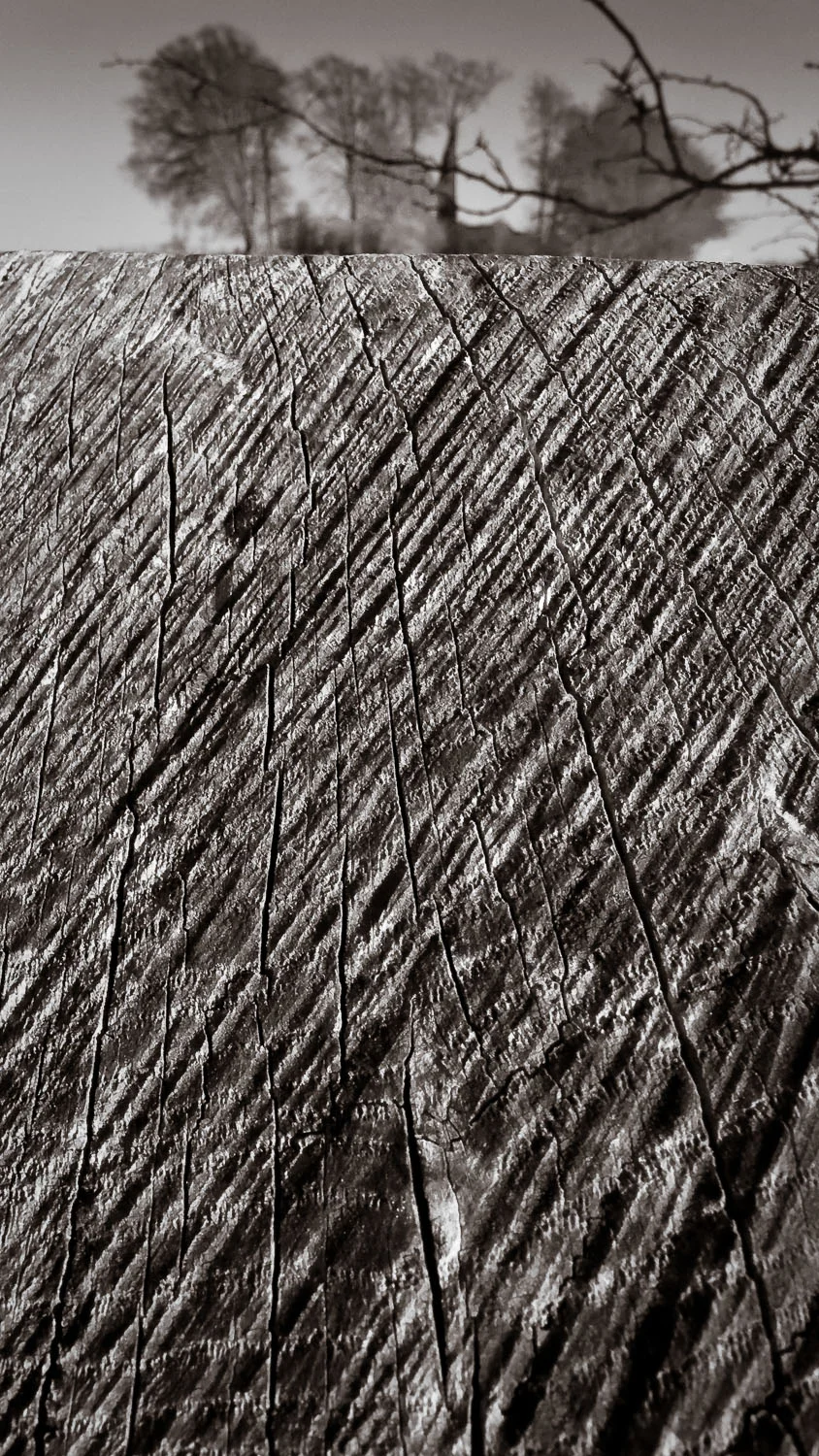 Fence Post and Trees, Cheesefoot Head