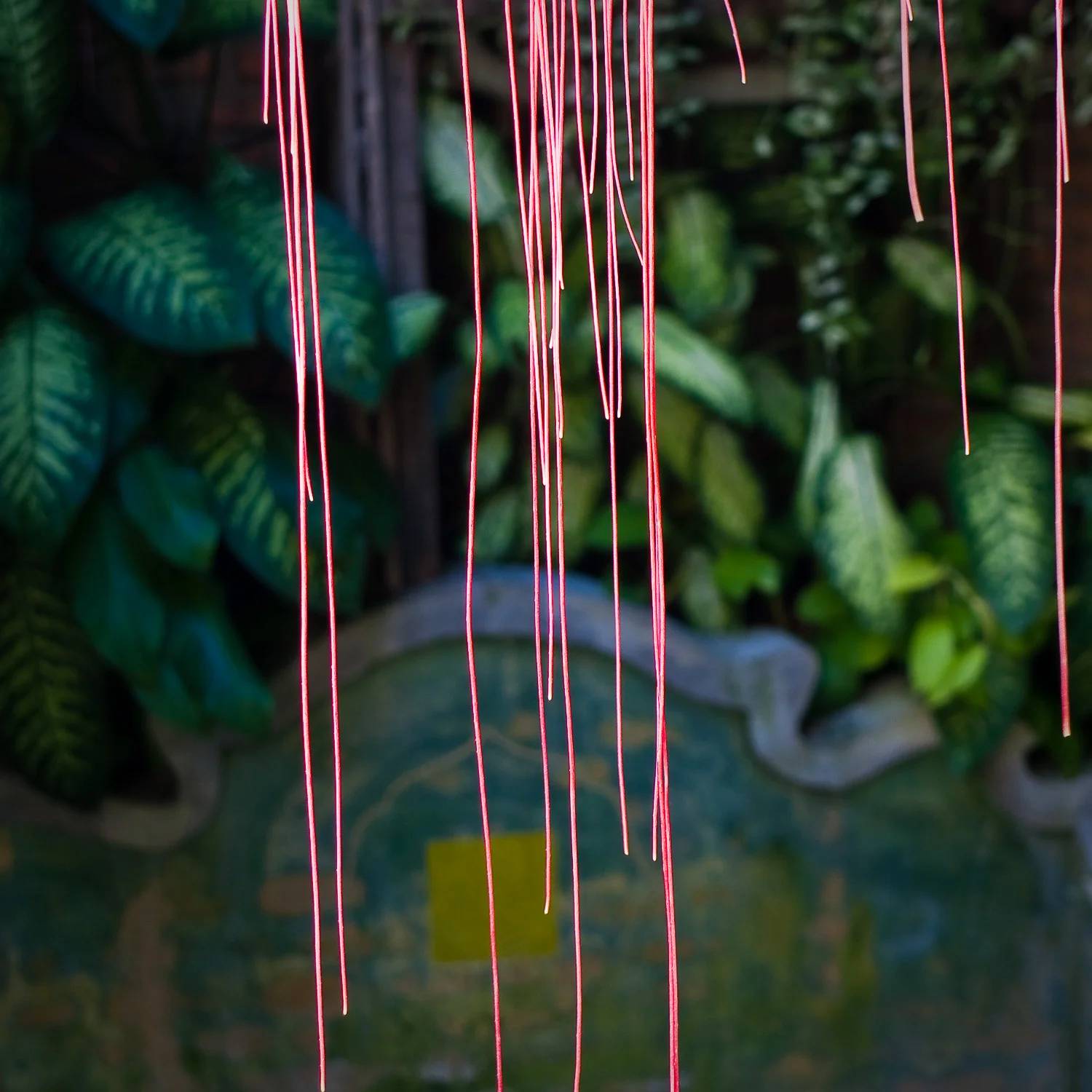 Trailling Fronds, Bangkok