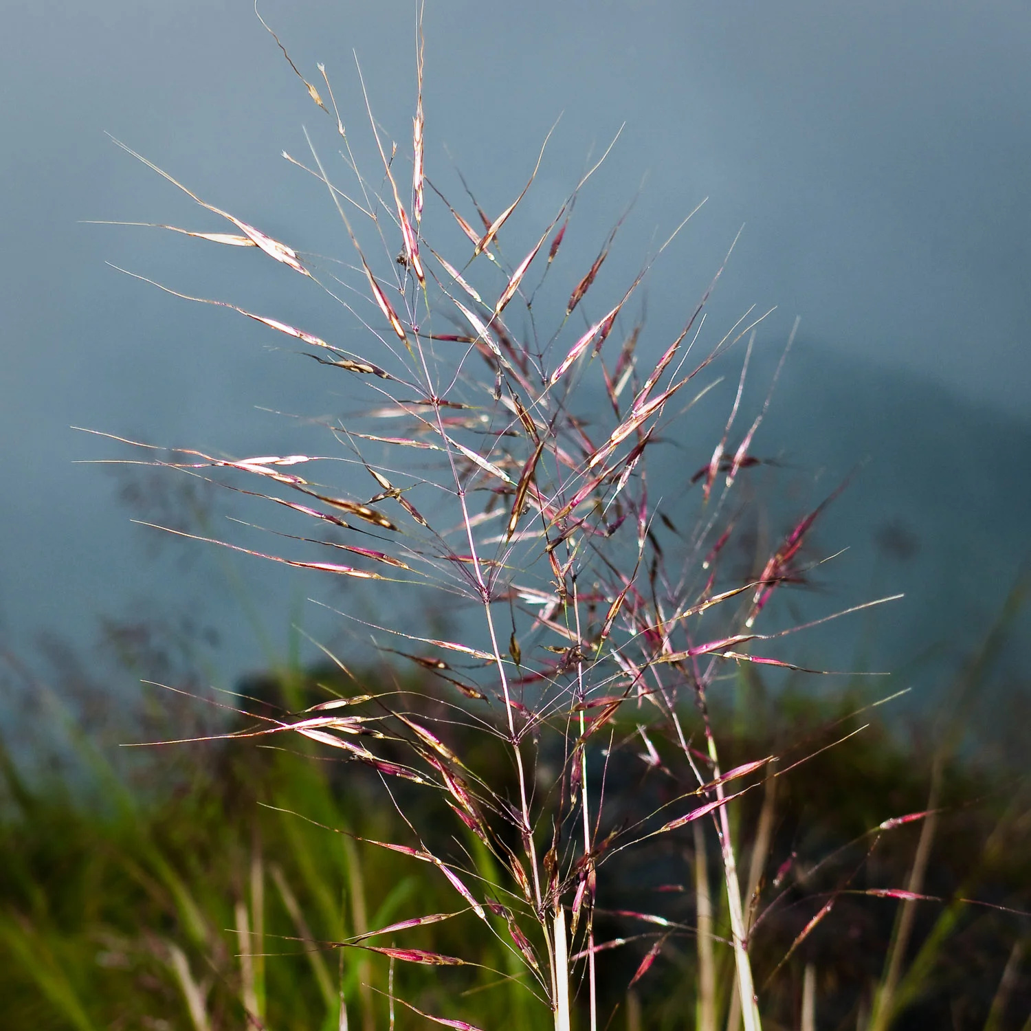 Mountain Grasses, Thailand