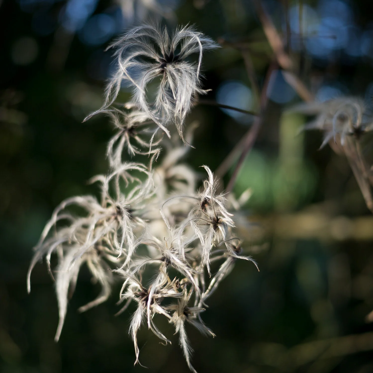Old Man's Beard, near Northington