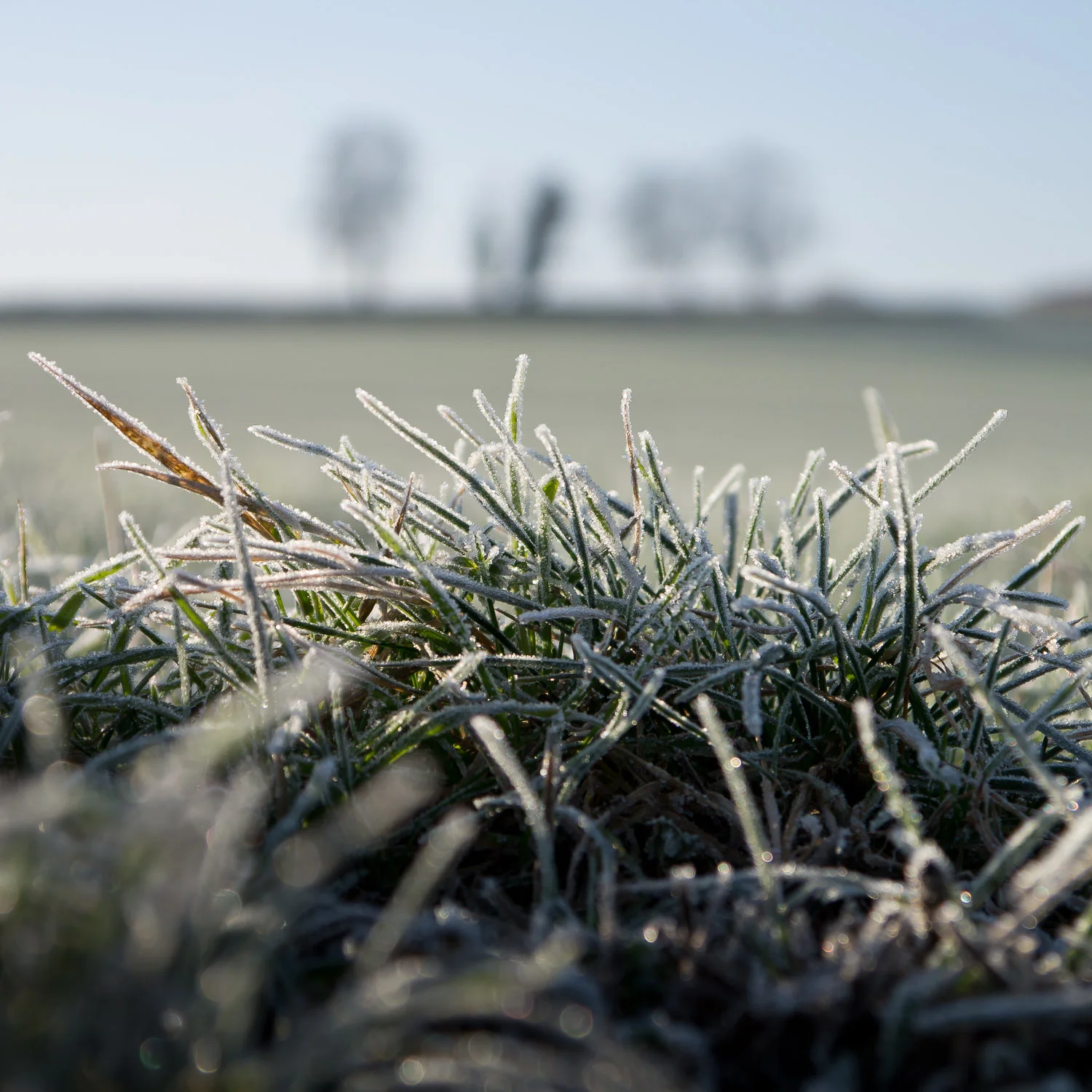 Frosted Grass, Easton