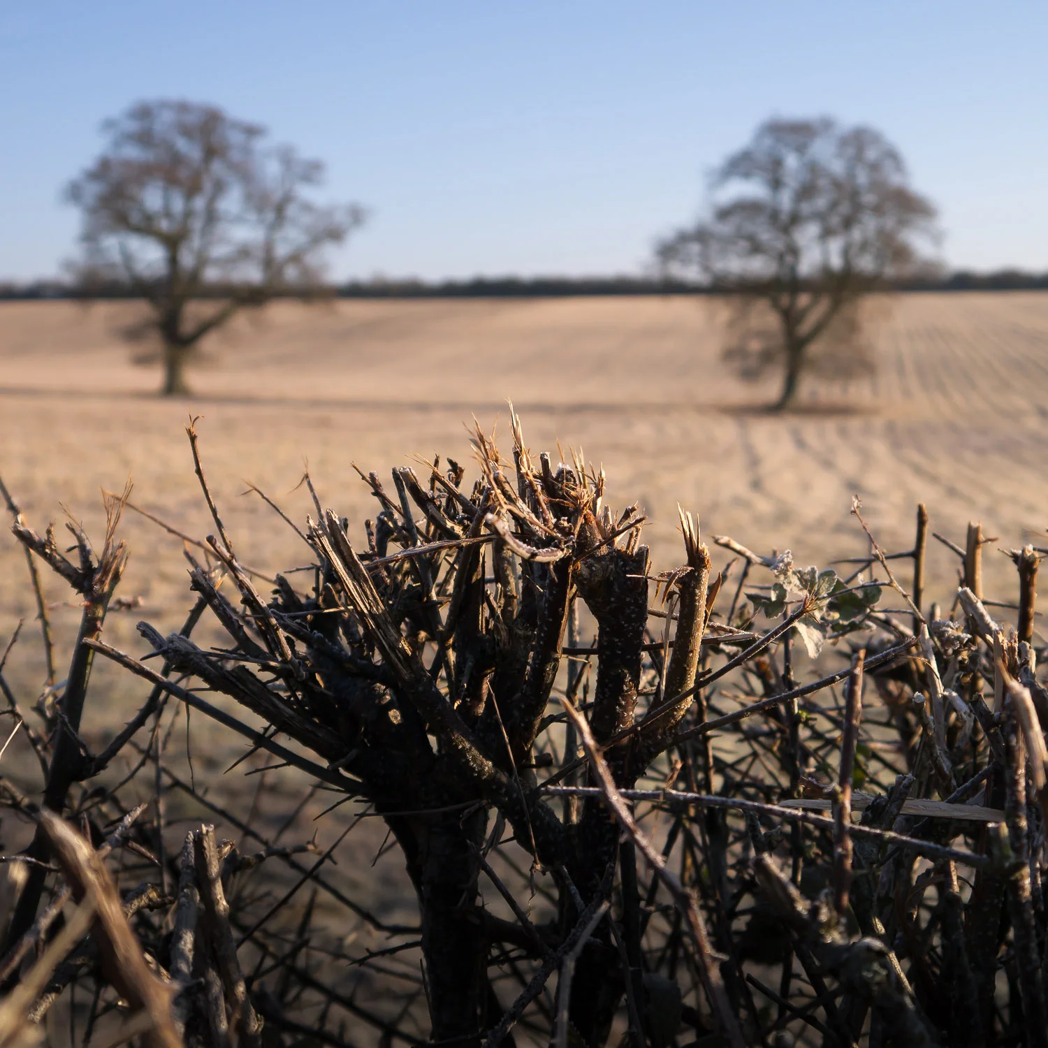 Hedge and Two Trees, near Northington