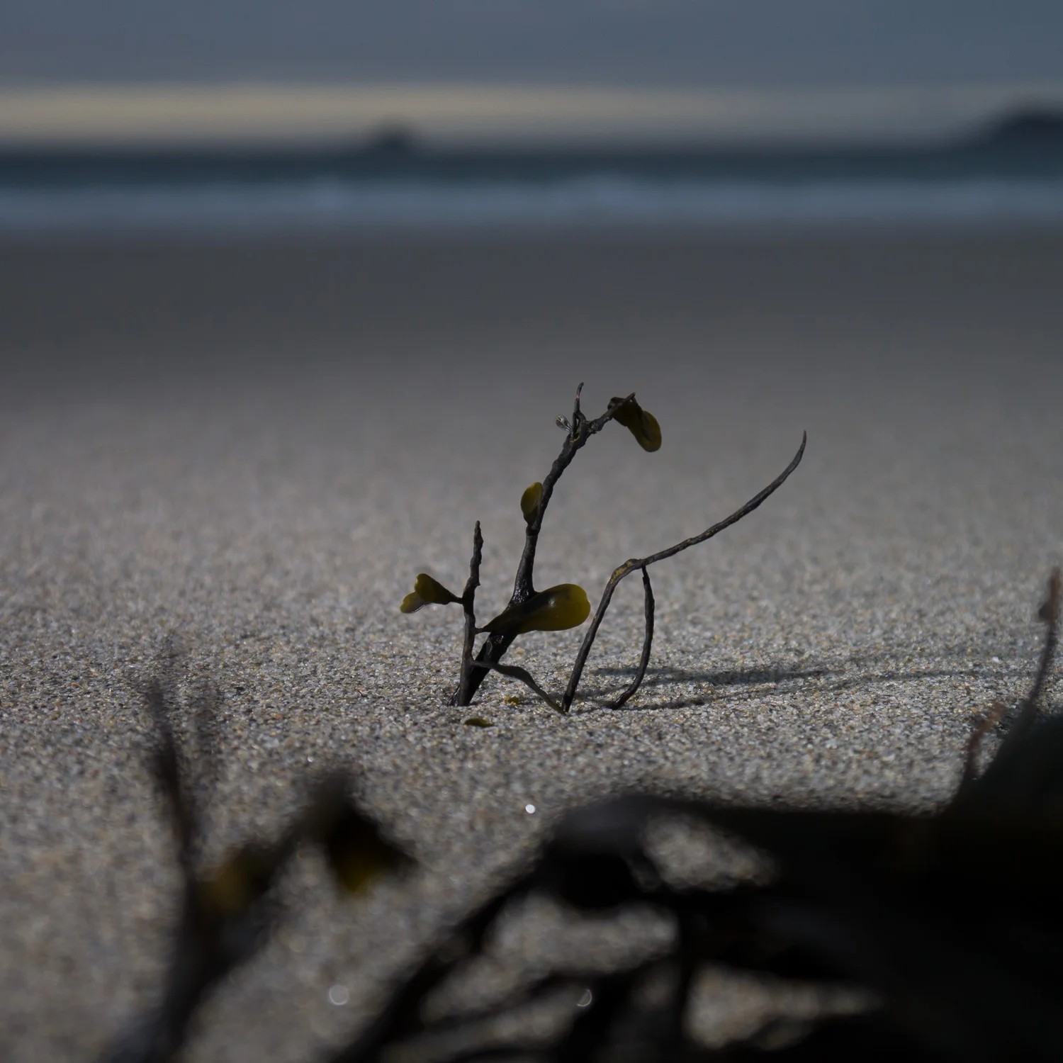 Seaweed, Sennen Beach