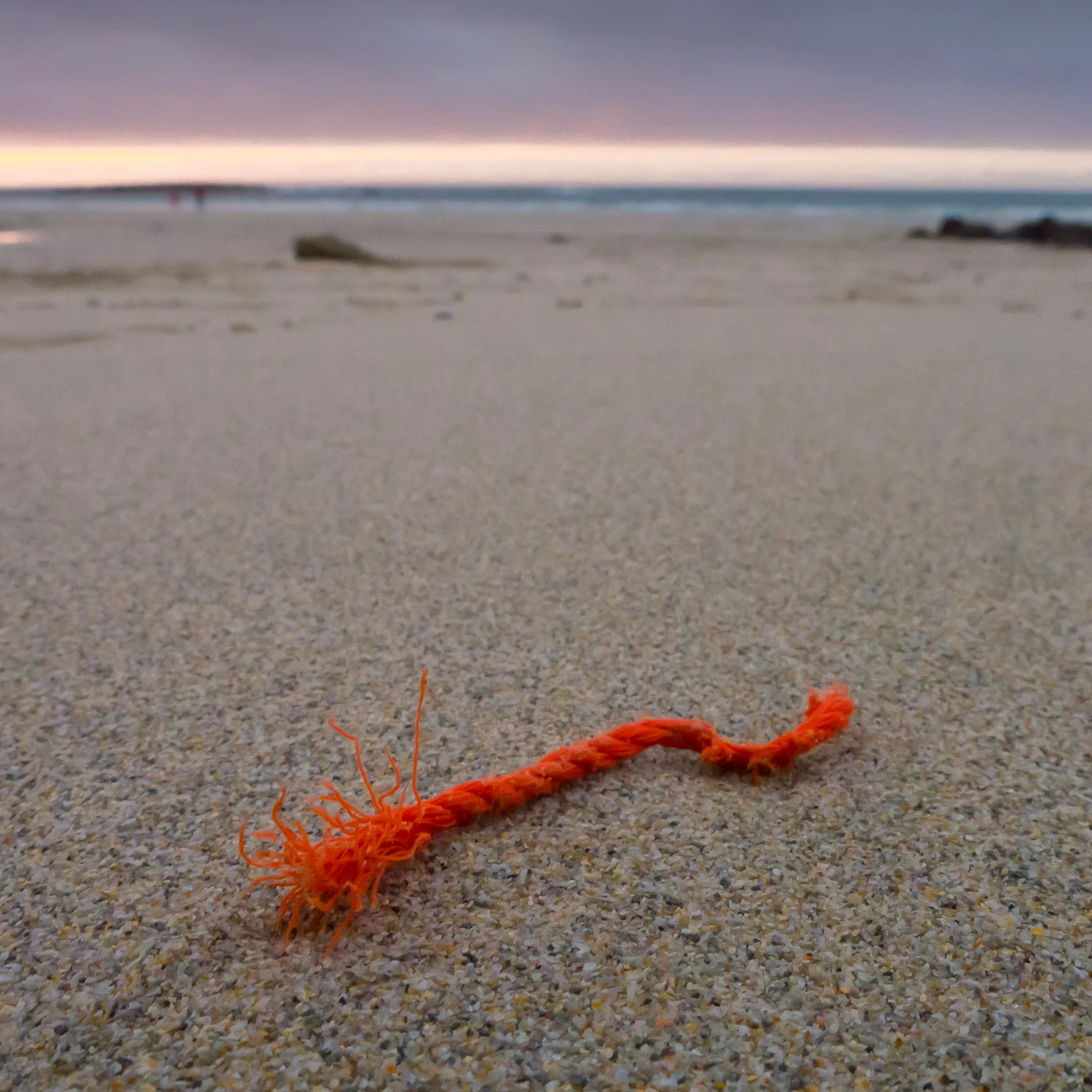 Orange Tuft, Sennen