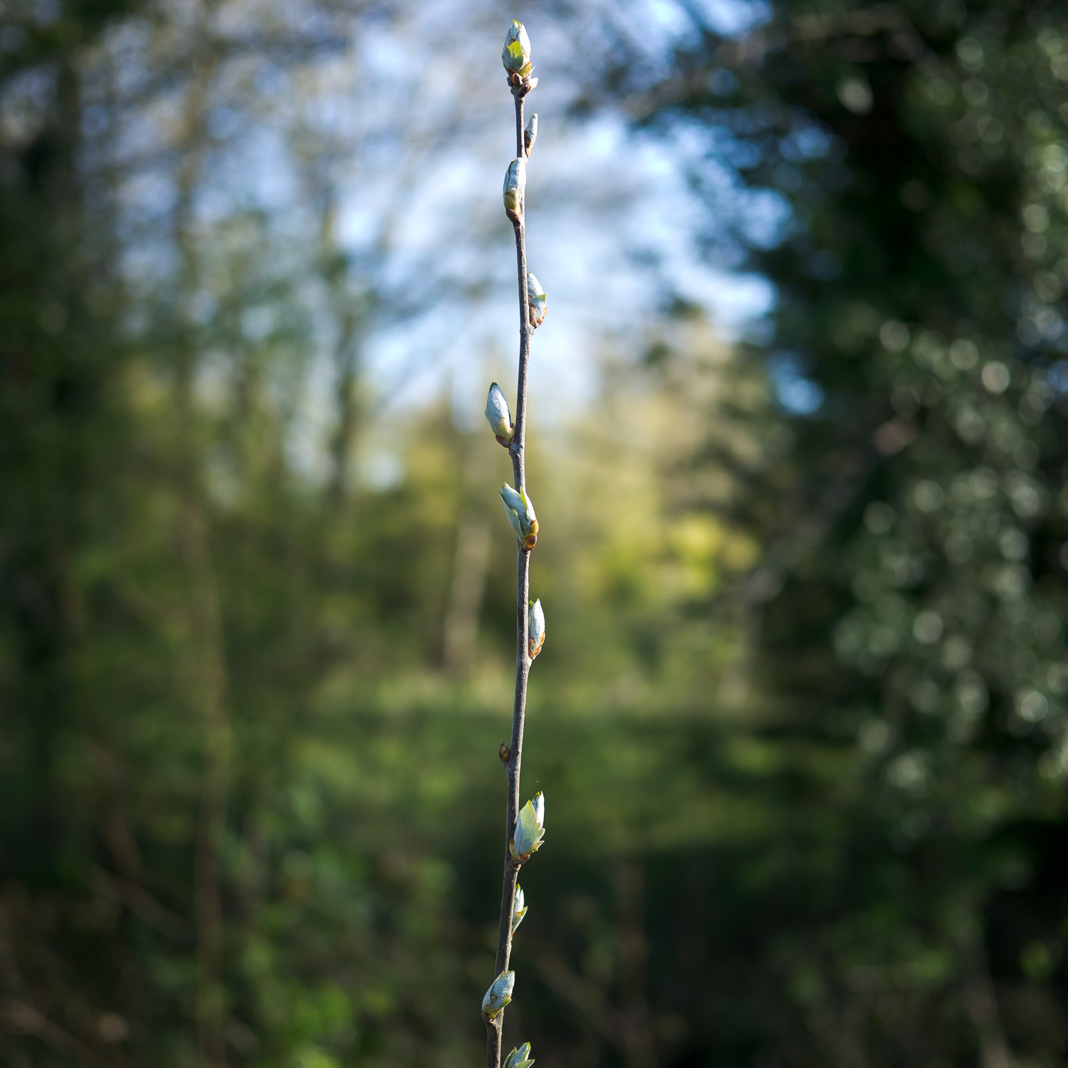 Willow Shoot, St Cross
