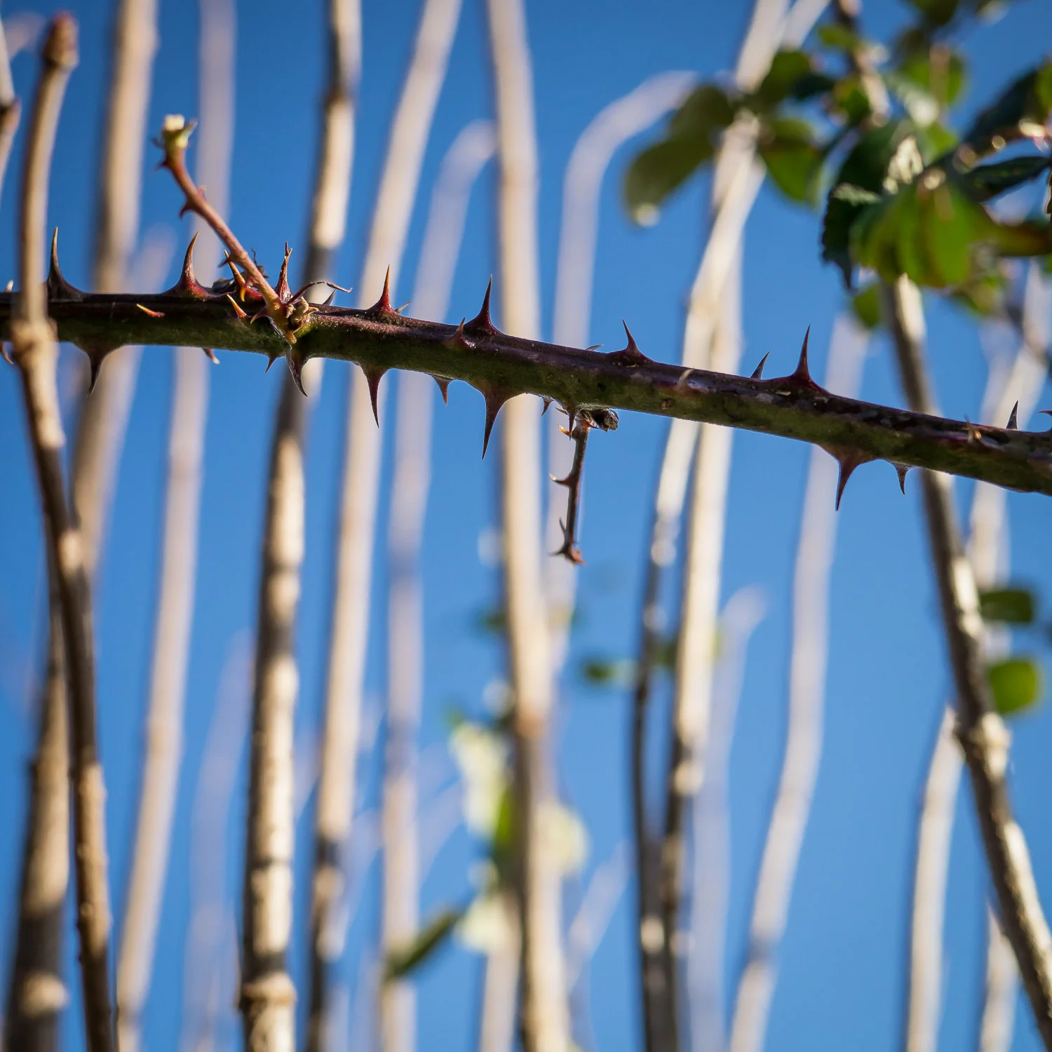 Stems and Brambles, Northington