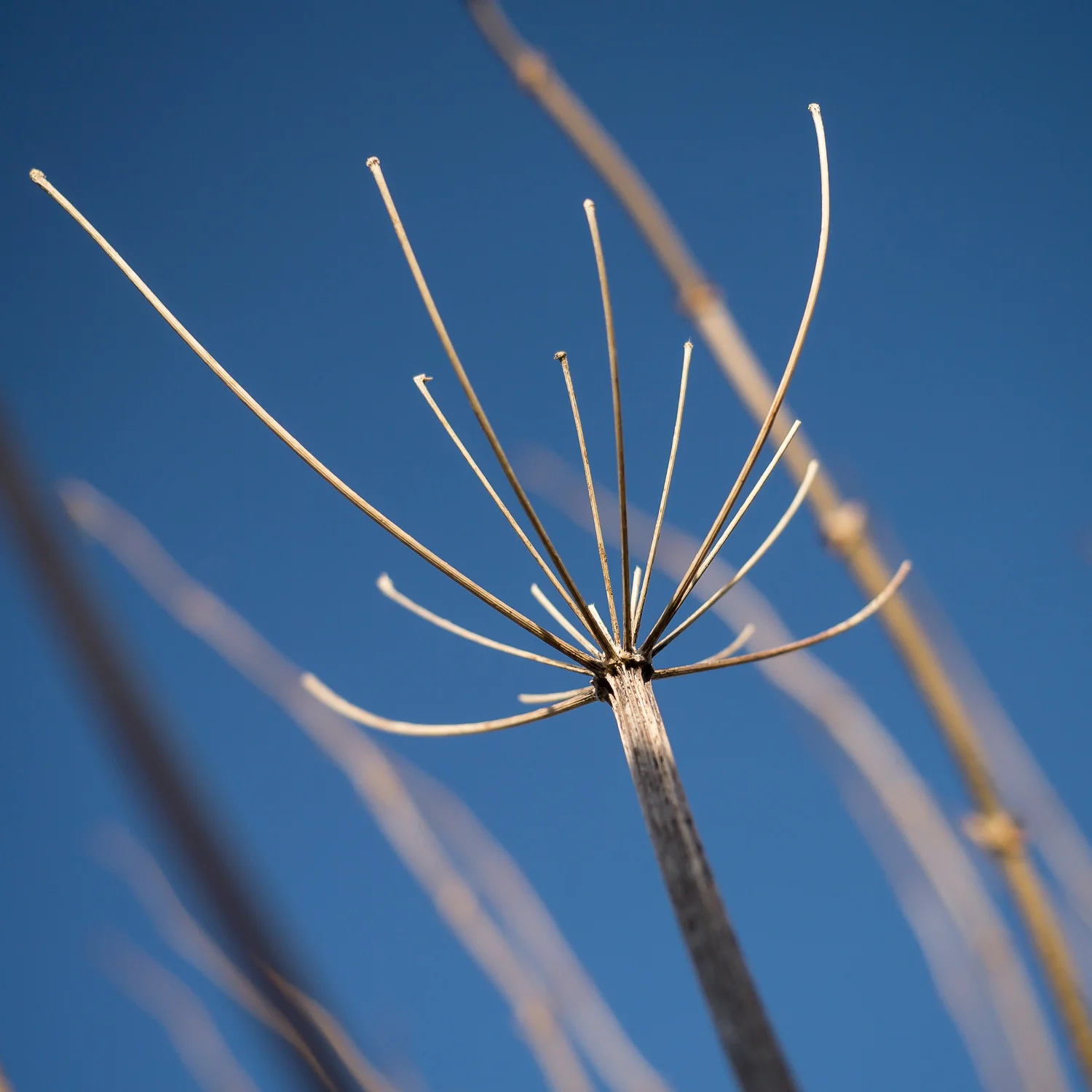 Cow Parsley Stems, Northington