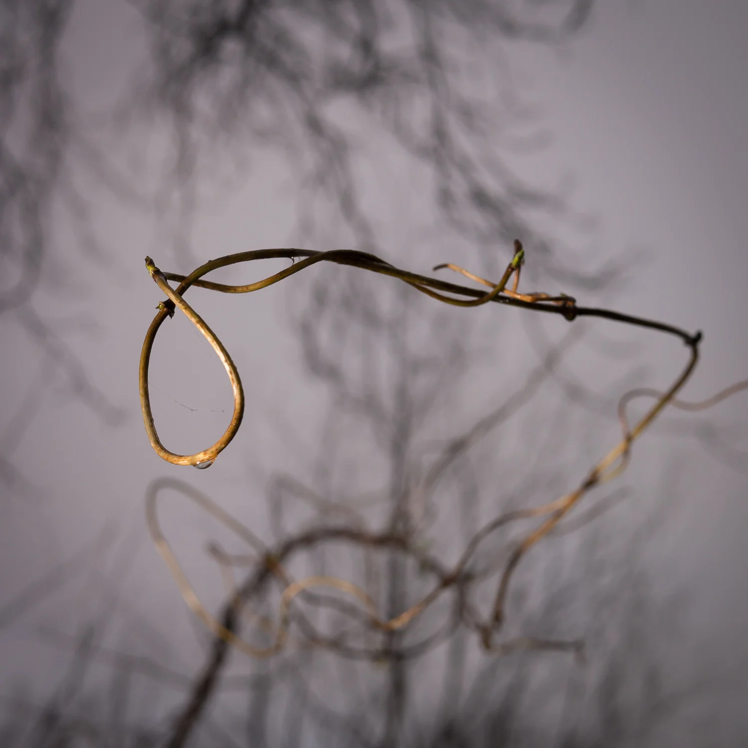 Wet Creeper, Crabwood