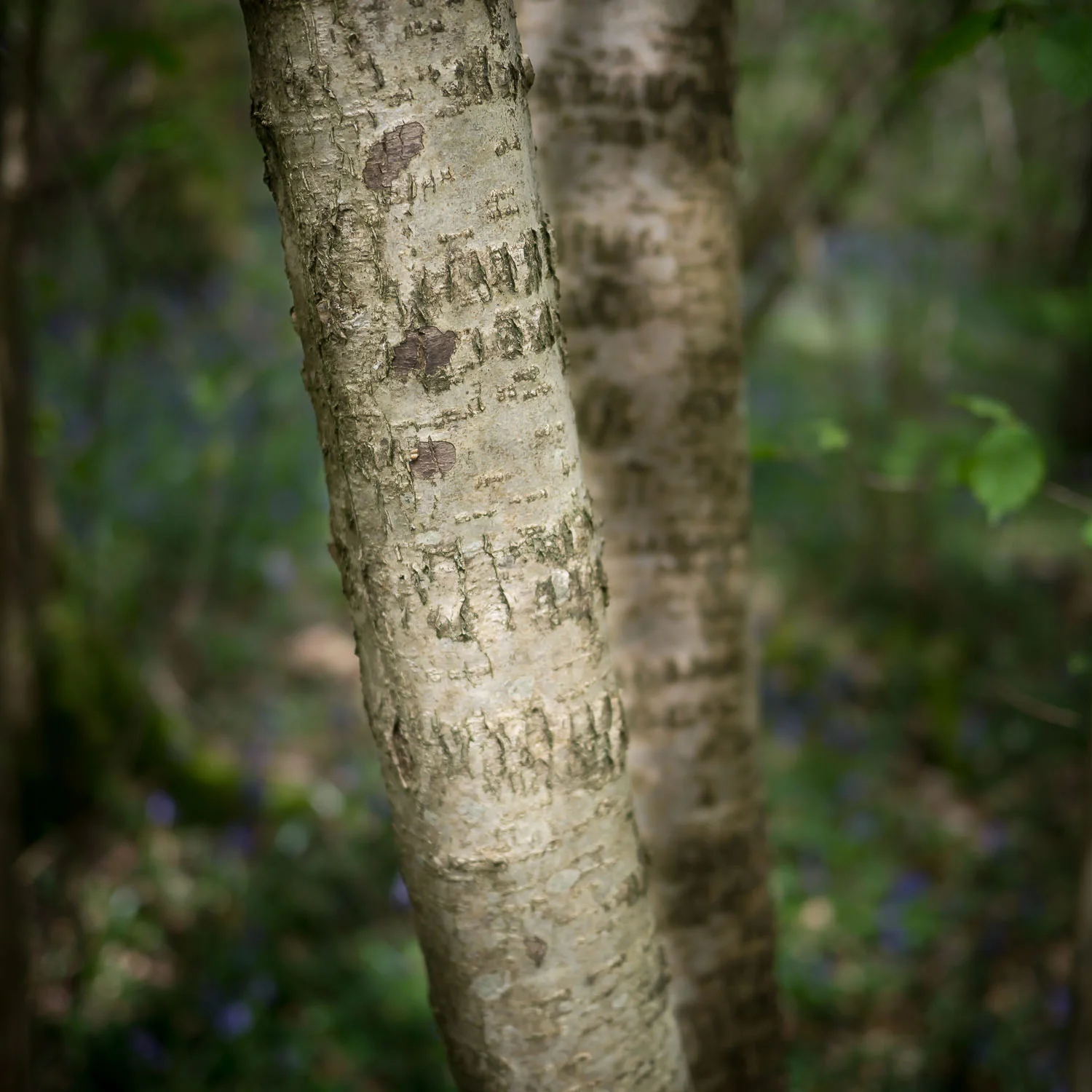 Silver Birch Trunks, Crabwood