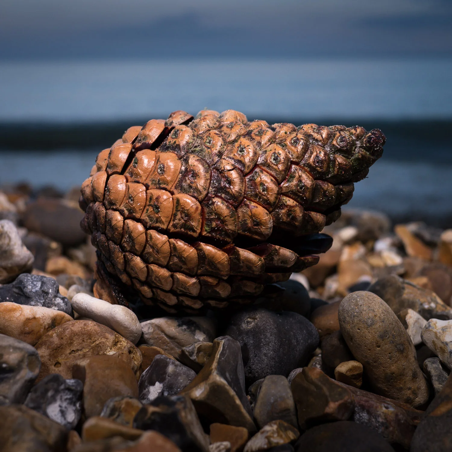 Pine Cone, Highcliffe Beach