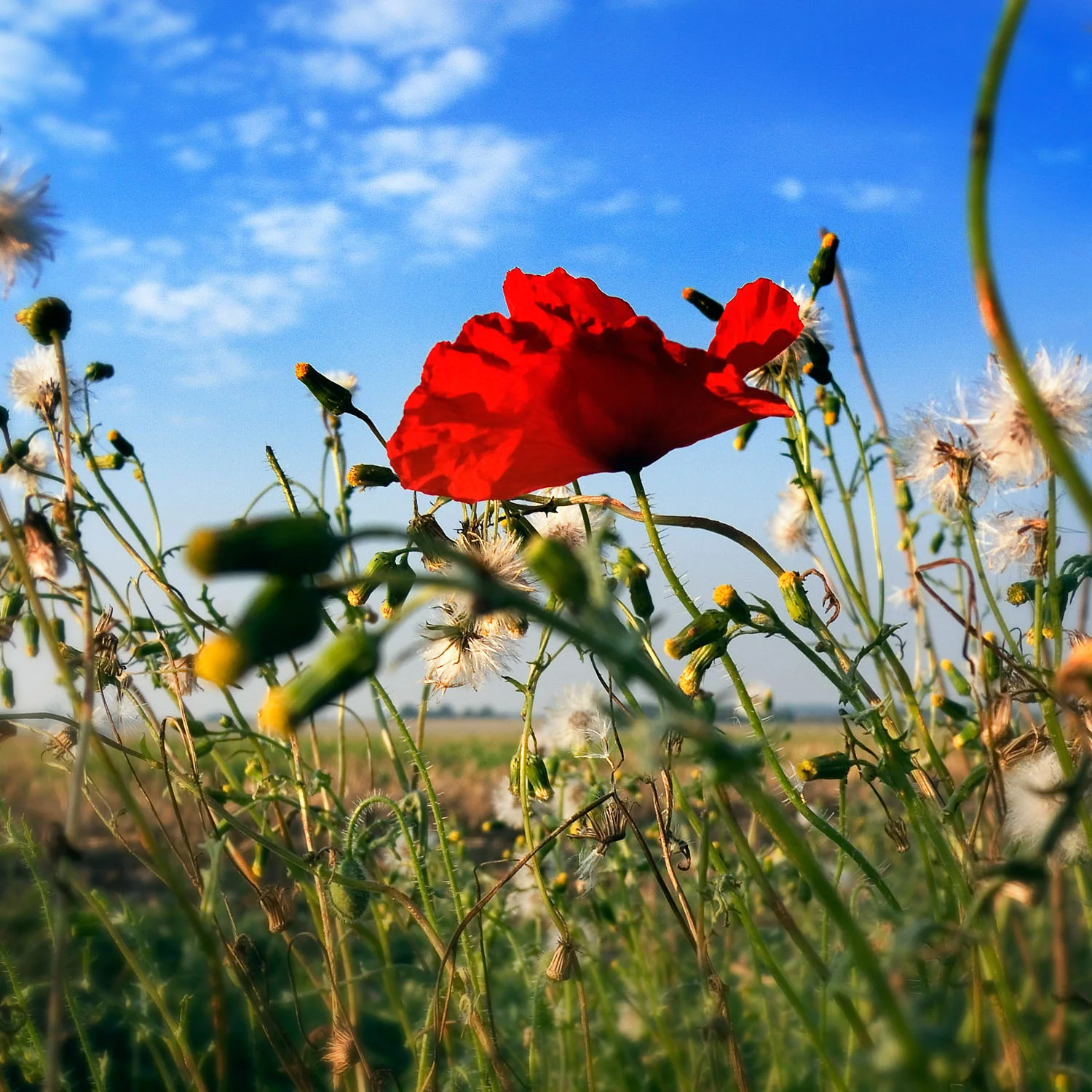 September Poppy, Barton Farm