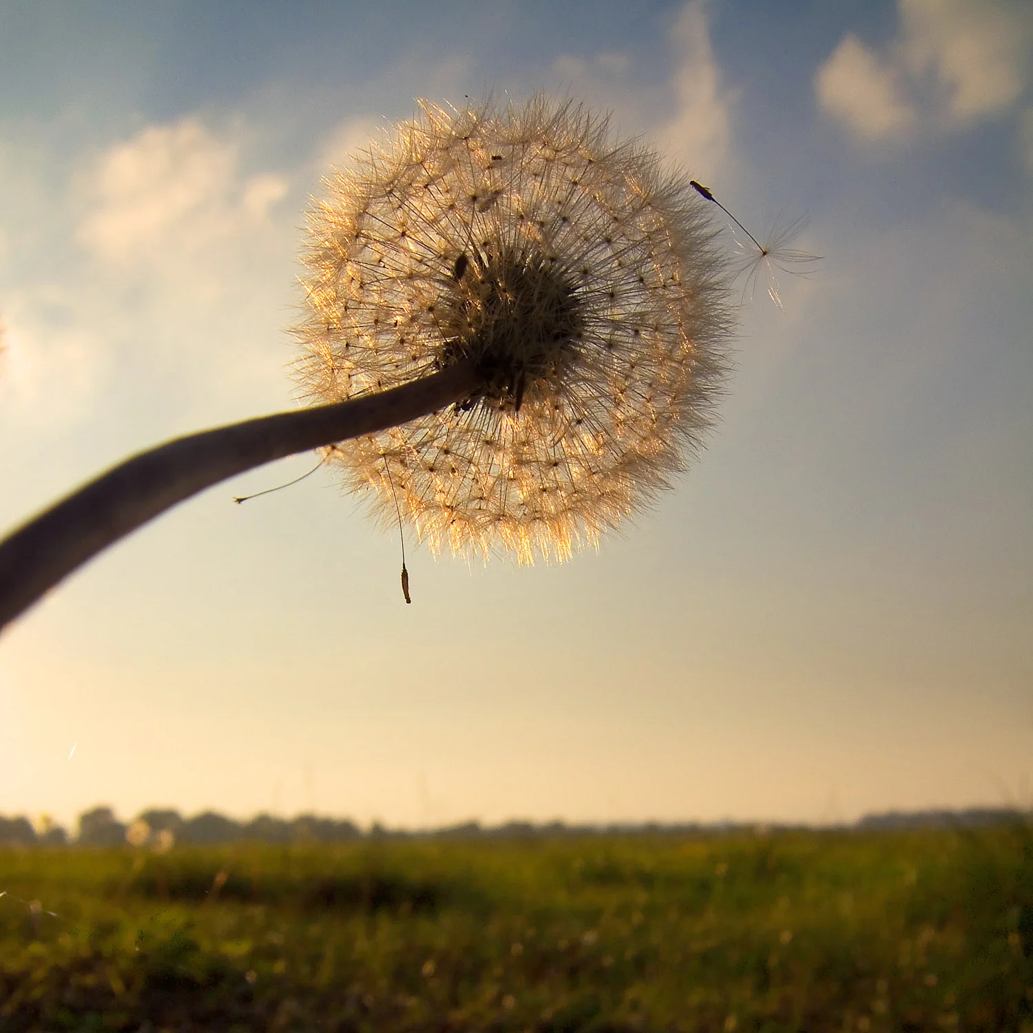 Dandelion Clock