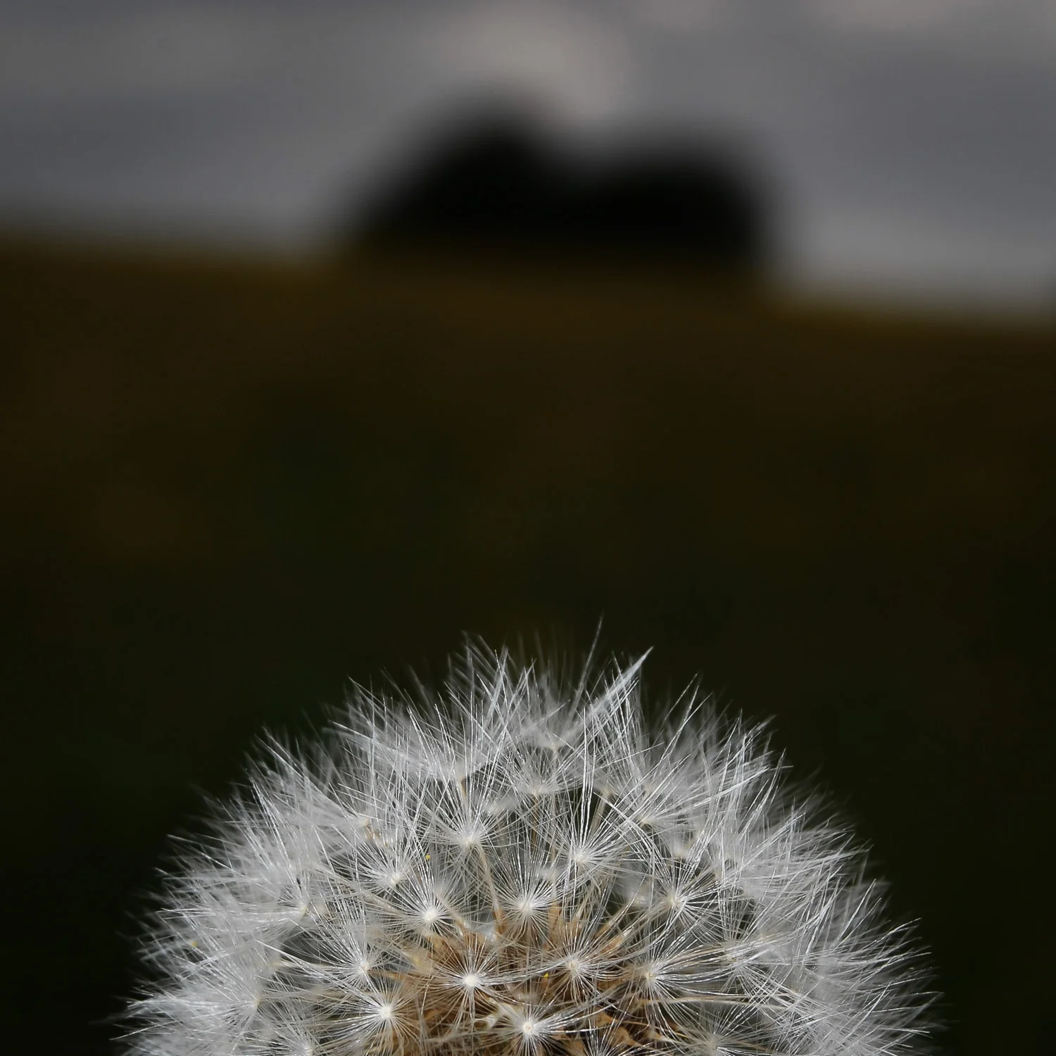 Dandelion Head, Corhampton